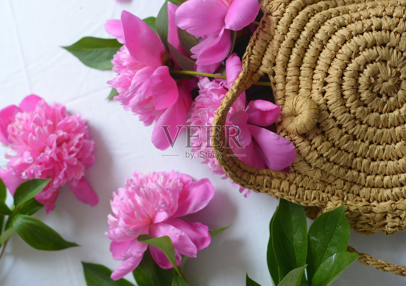 白色背景上的粉色牡丹照片摄影图片