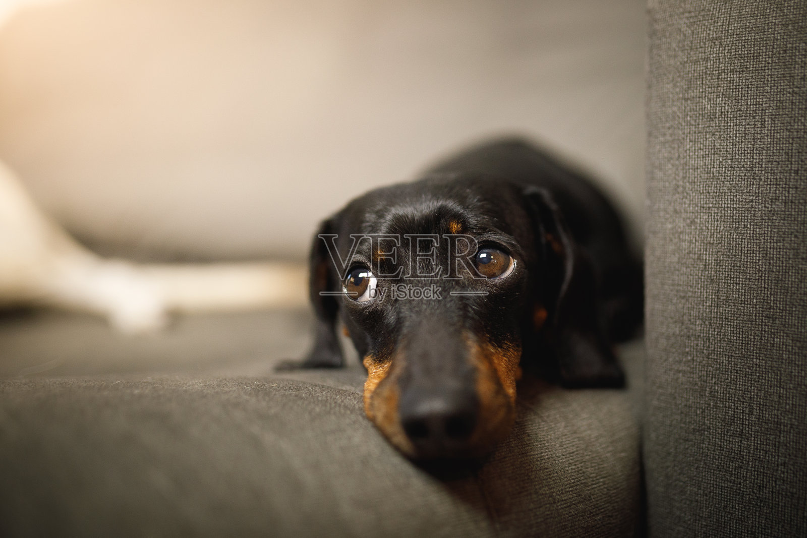 腊肠抬头看，躺在沙发上照片摄影图片