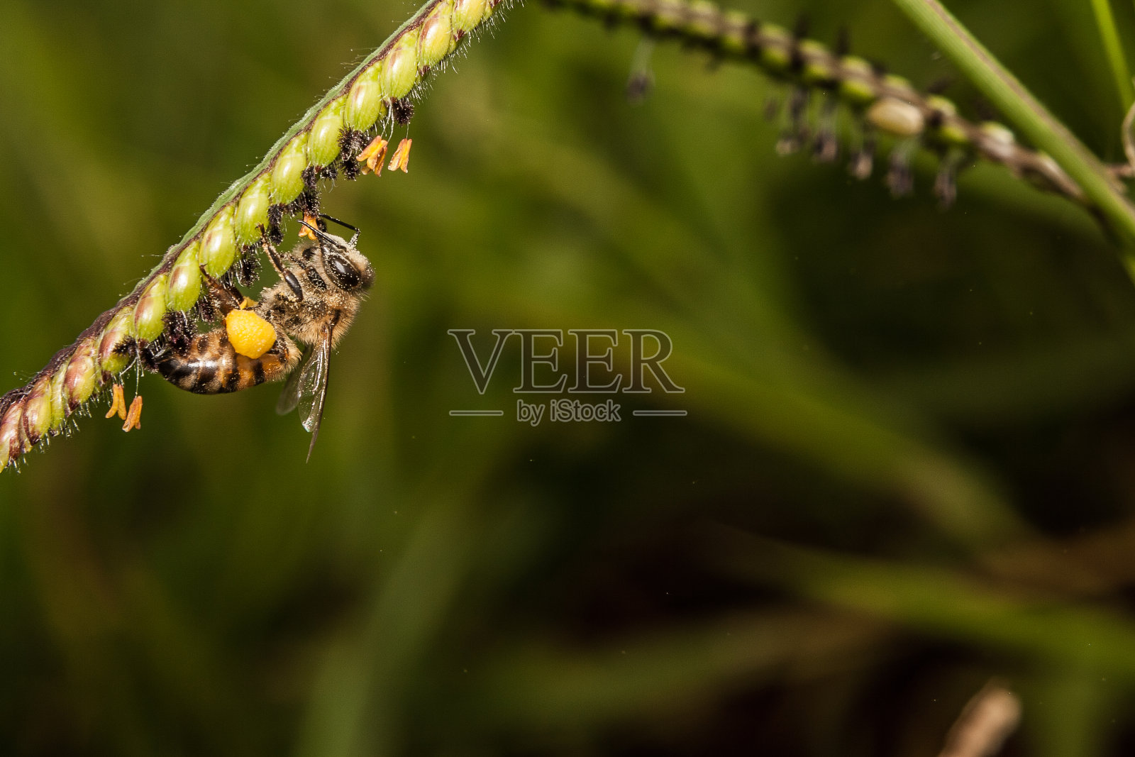 蜜蜂照片摄影图片