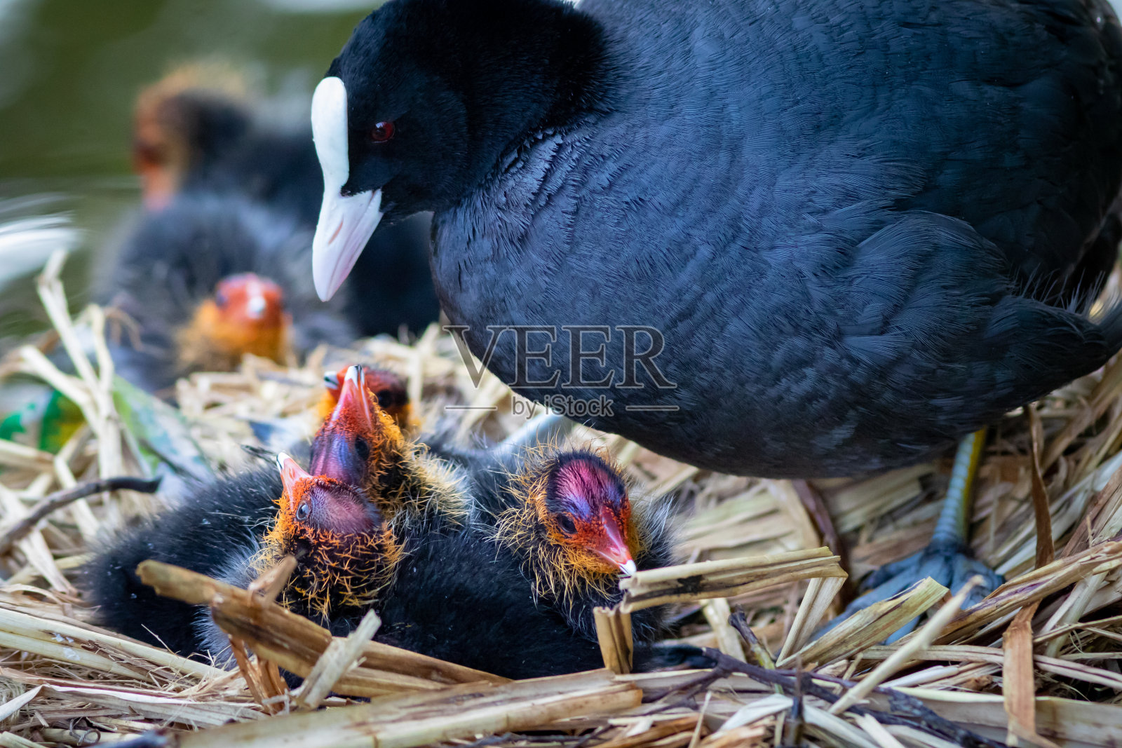 鸟妈妈在水鸟的巢里喂雏鸟的肖像照片摄影图片