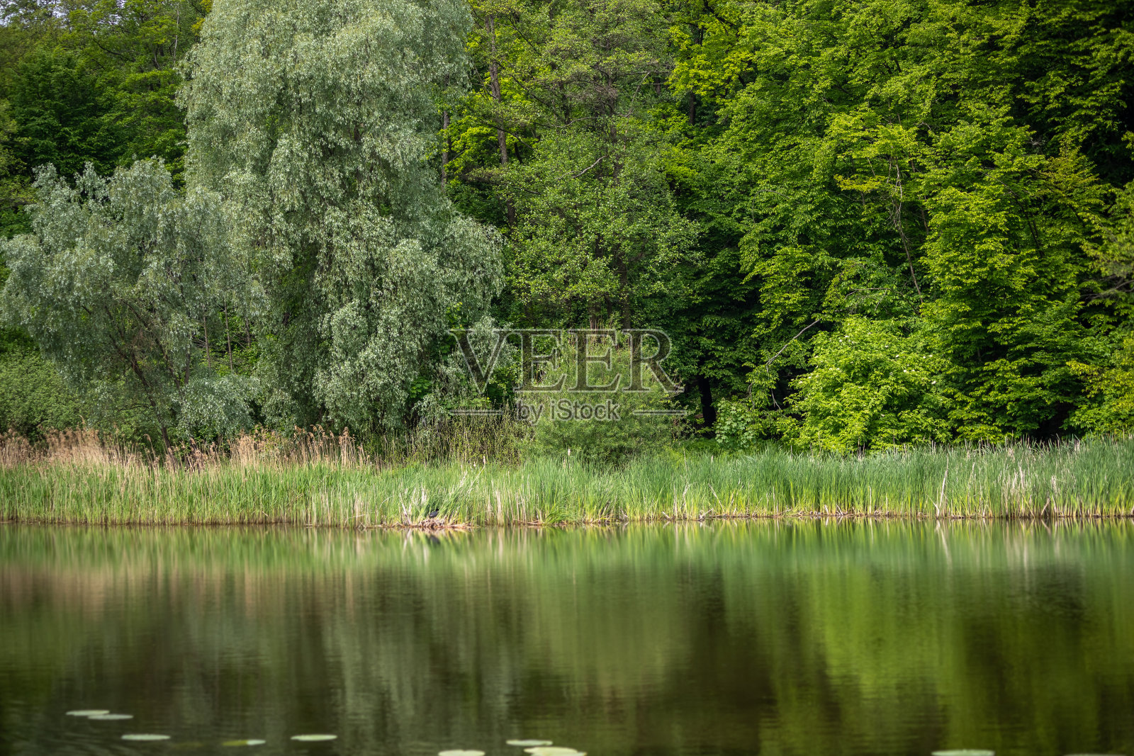 美丽的湖和绿色的荷叶睡莲。照片摄影图片