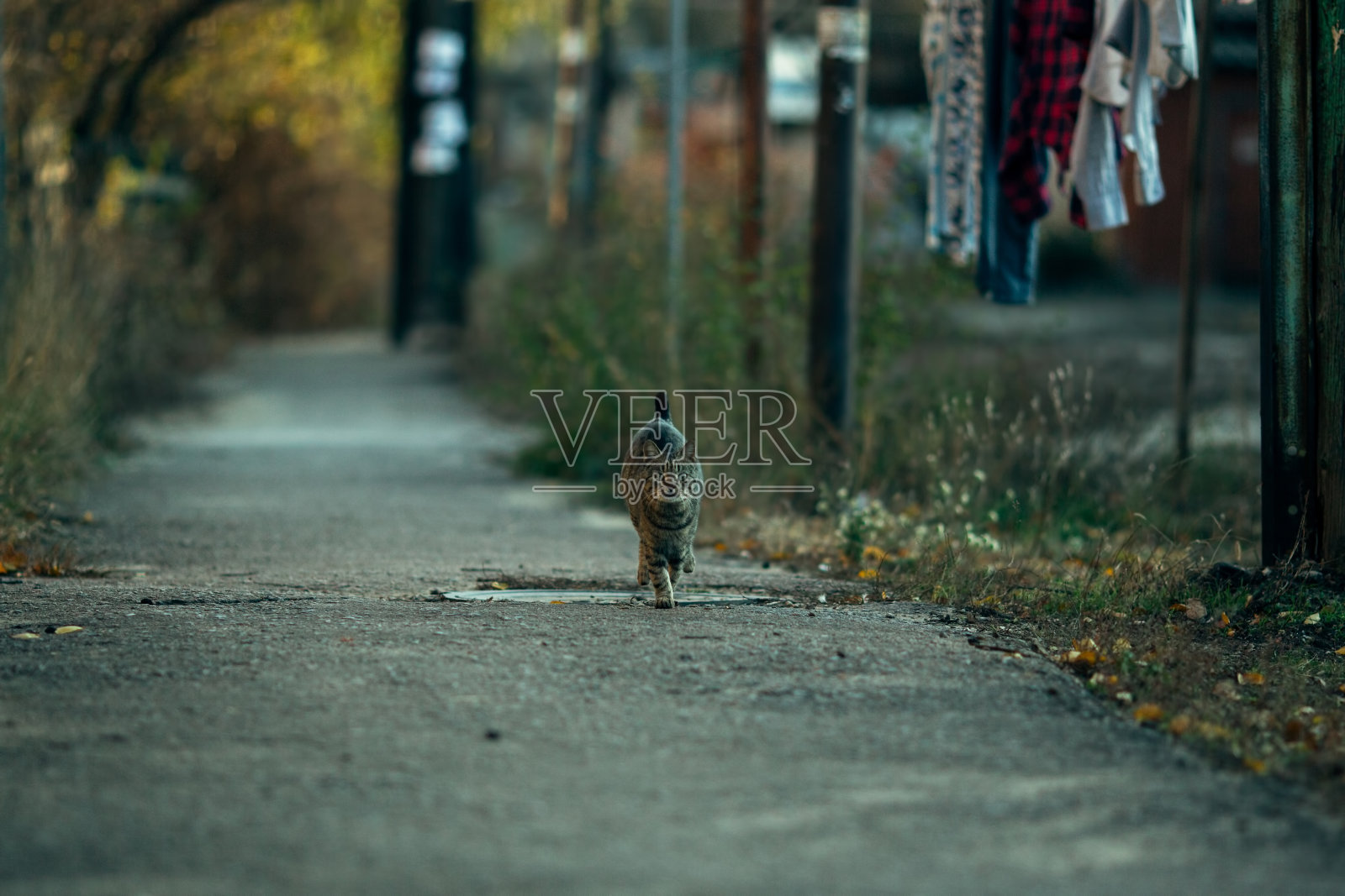 灰猫在夏天的街道上奔跑。照片摄影图片