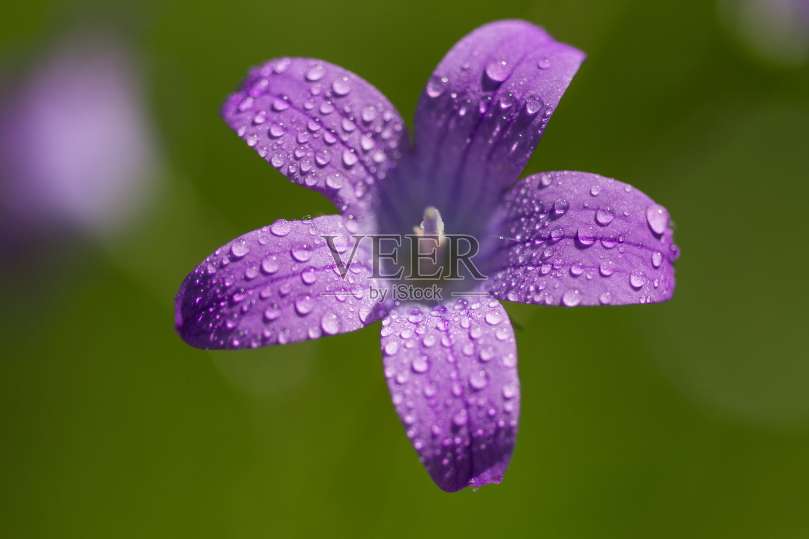 花园里的紫色的花照片摄影图片