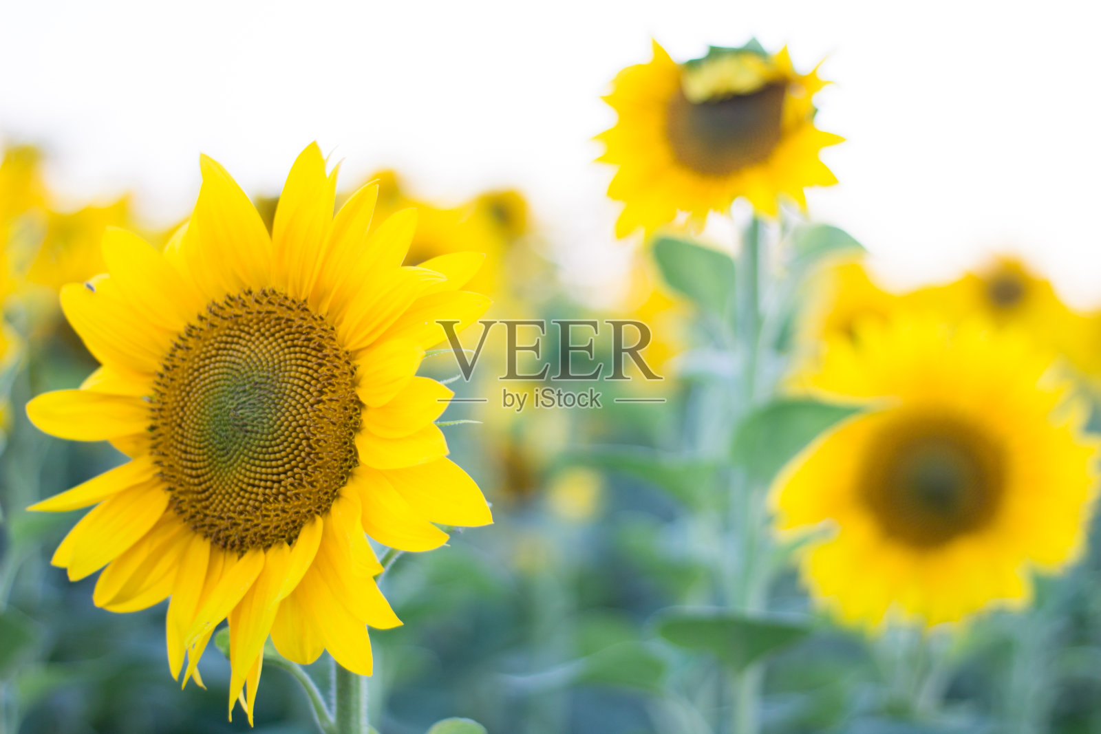 近距离观察草地上的黄色向日葵照片摄影图片