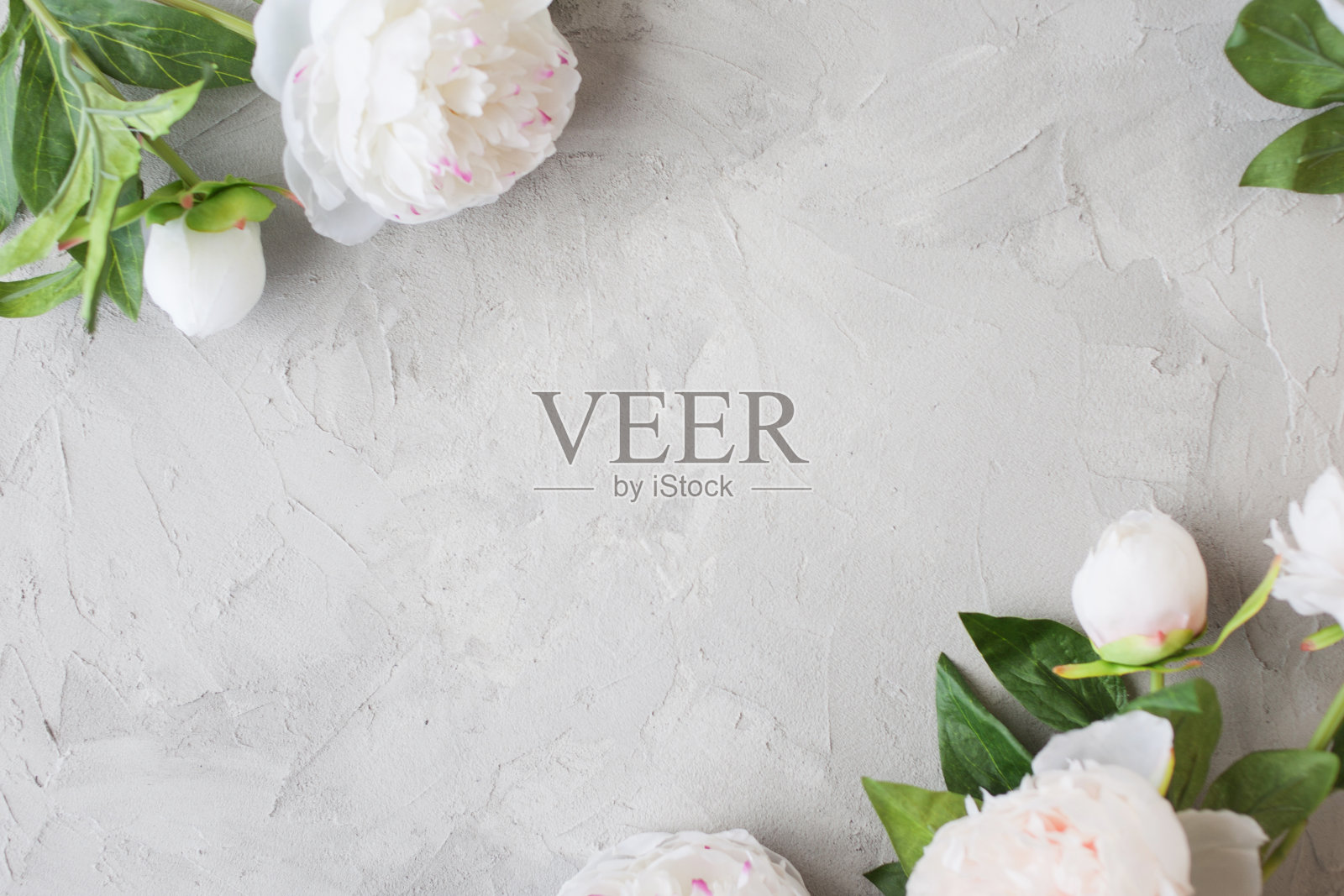 时尚的极简设计，白色牡丹在灰色背景纹理的水泥。照片摄影图片