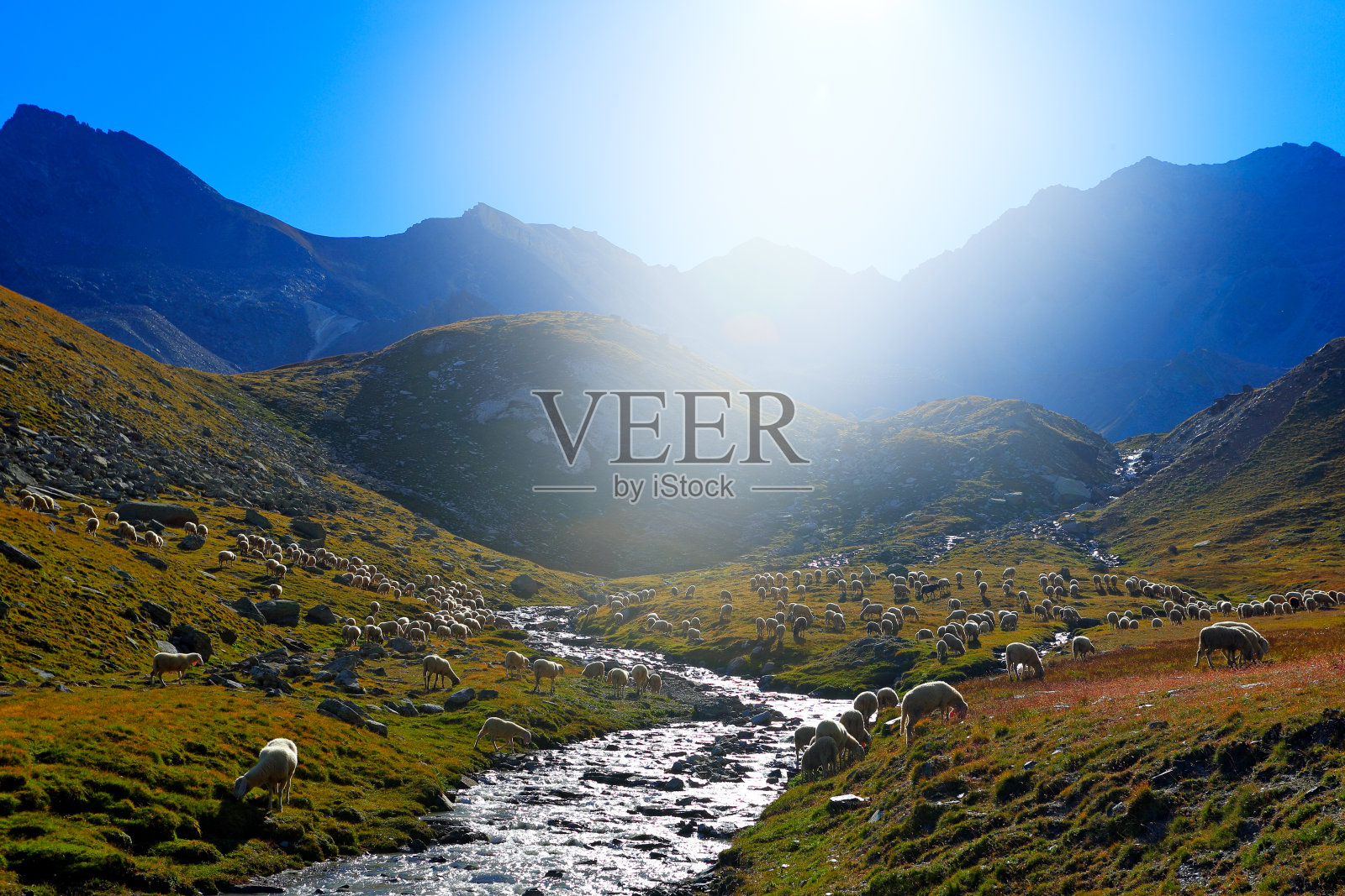 意大利格兰帕拉迪索国家公园，羊群在河边饮水。美丽的风景和蓝天在阿尔卑斯山，欧洲。在夏天的山上有动物。草地上的羊。照片摄影图片