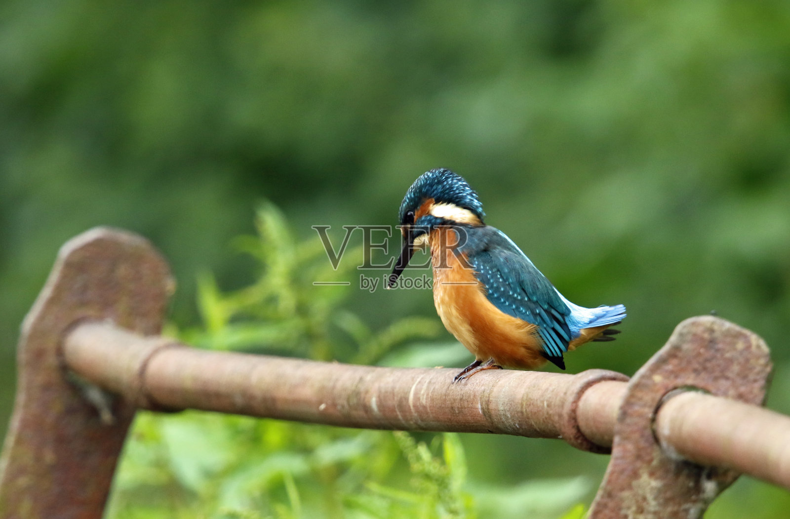 少年翠鸟捕鱼照片摄影图片