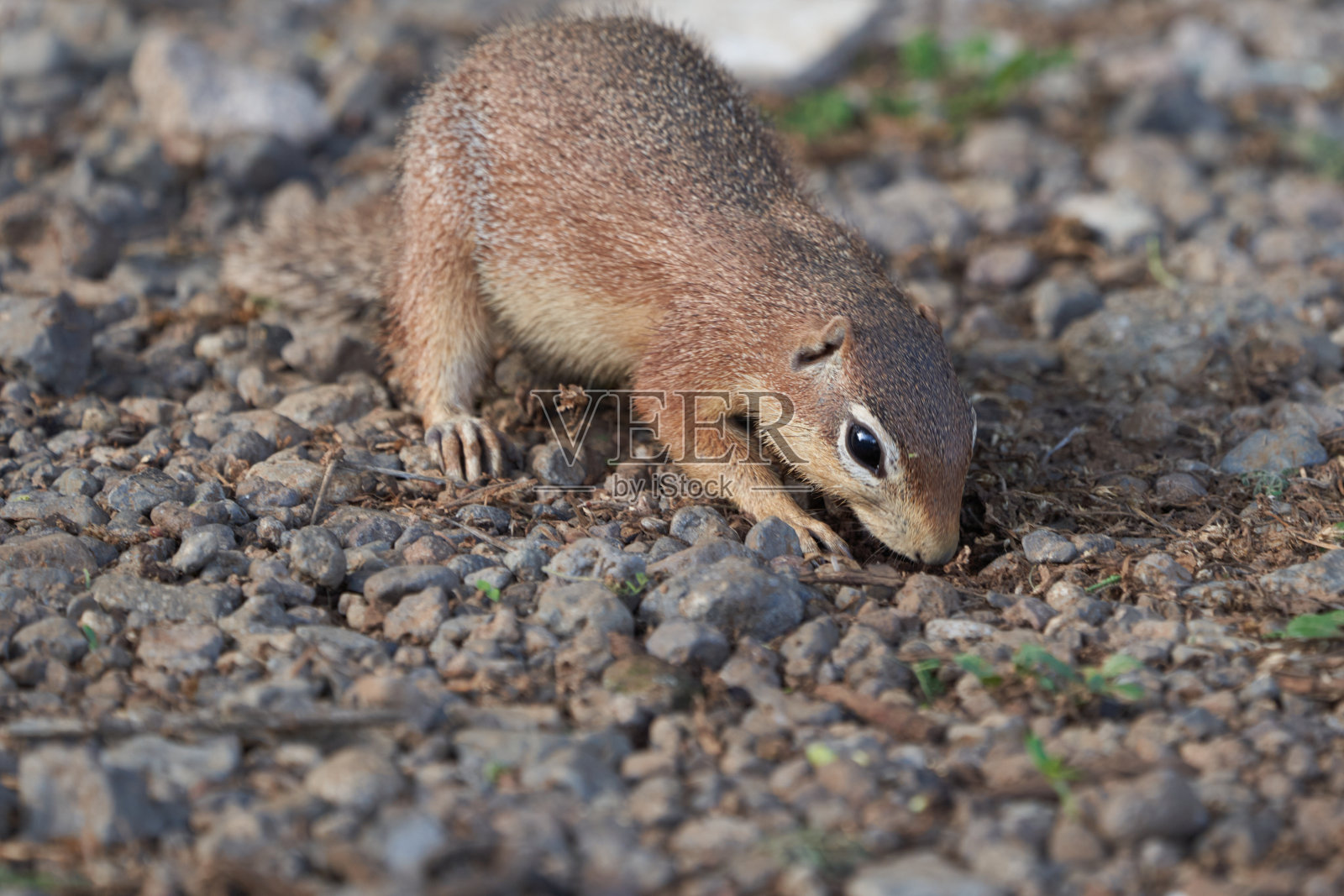 无条纹地松鼠Xerus rutilus Africa吃着坐着照片摄影图片