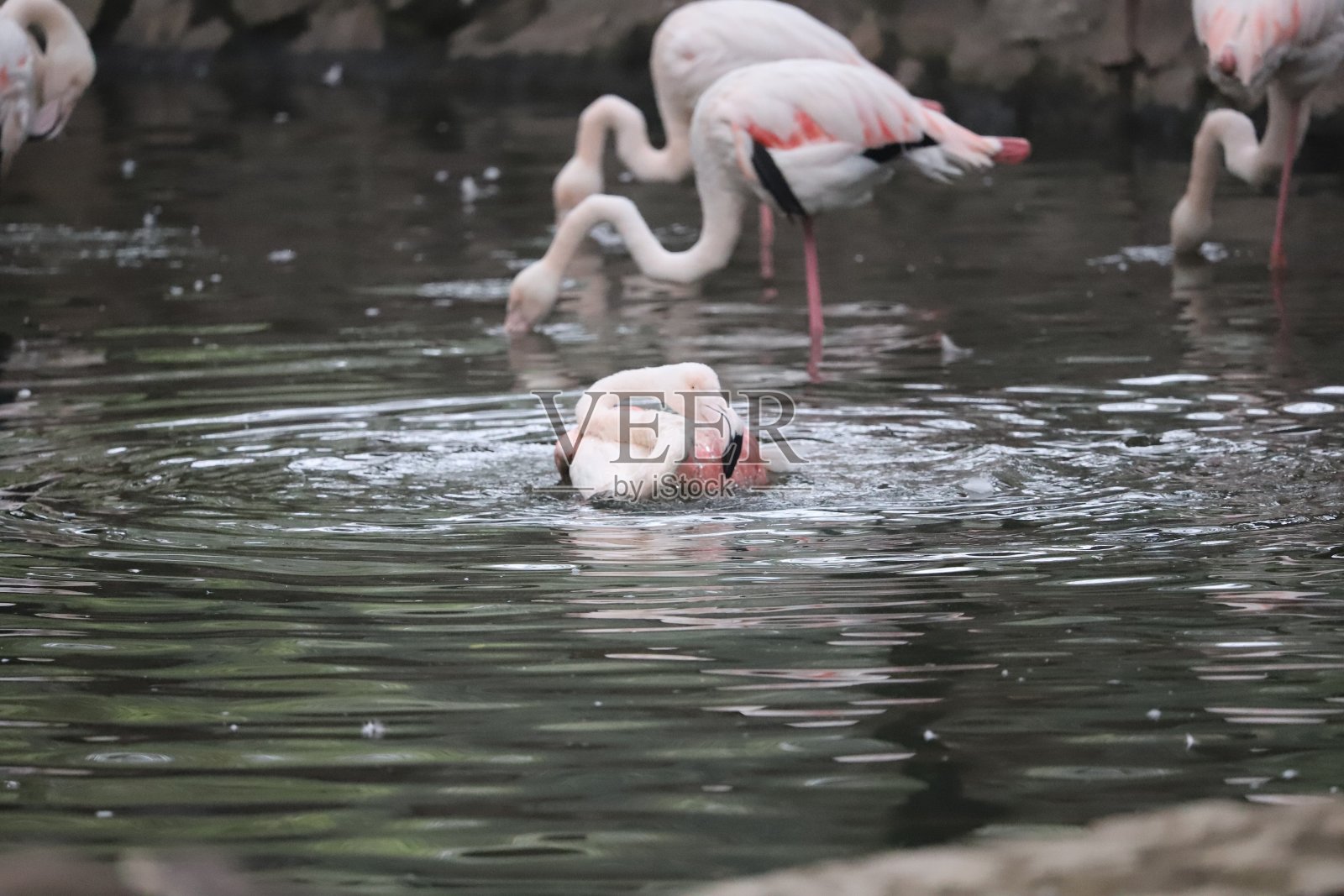 火烈鸟照片摄影图片