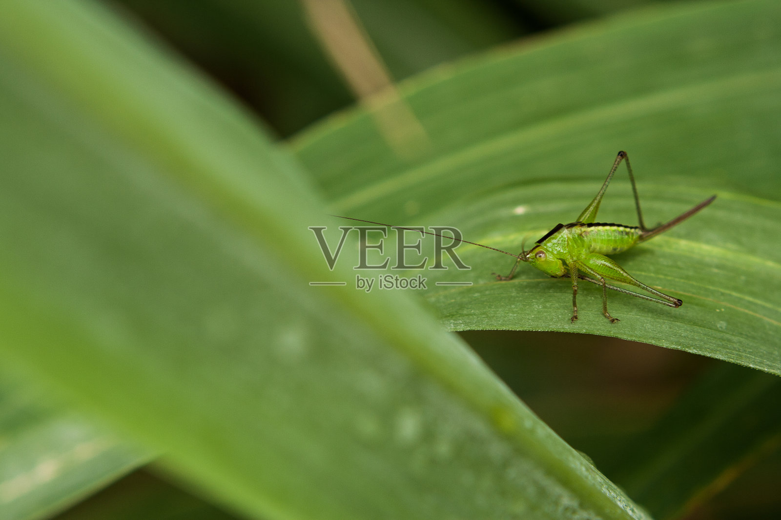 板球。照片摄影图片