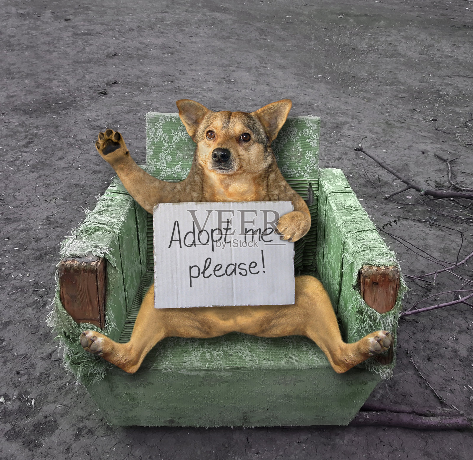 狗坐在旧的绿色扶手椅上照片摄影图片