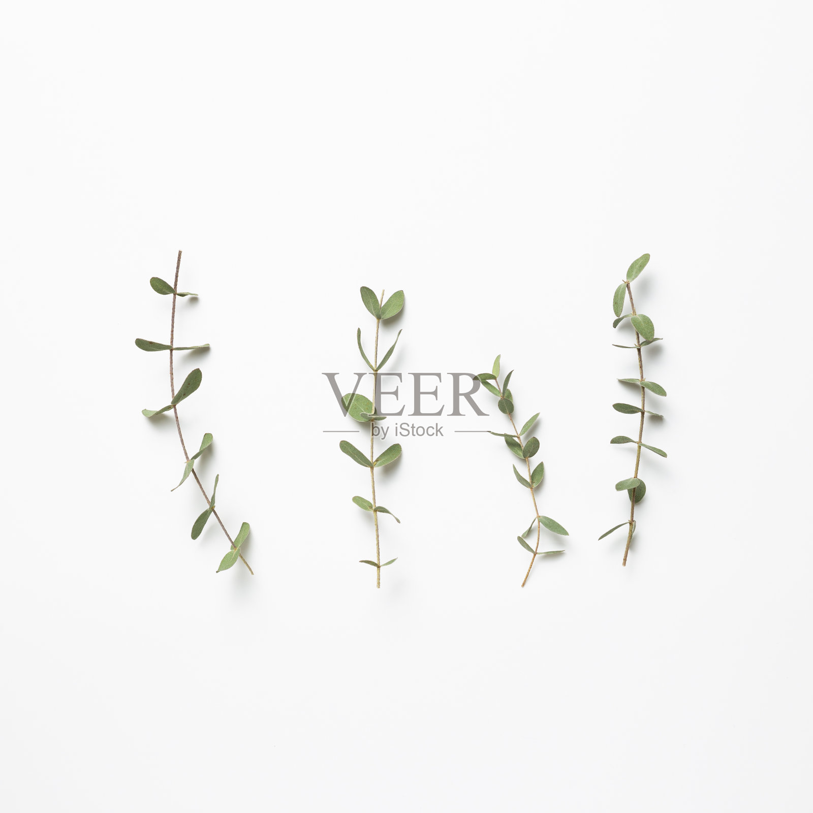 桉树的叶子在白色背景上。花型构图，平放，俯视图，复制空间照片摄影图片