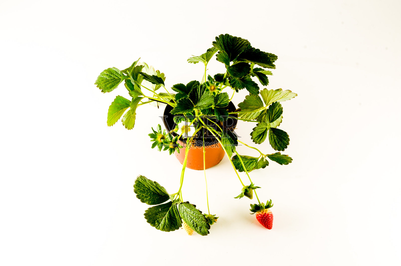 草莓植物有根和土壤照片摄影图片