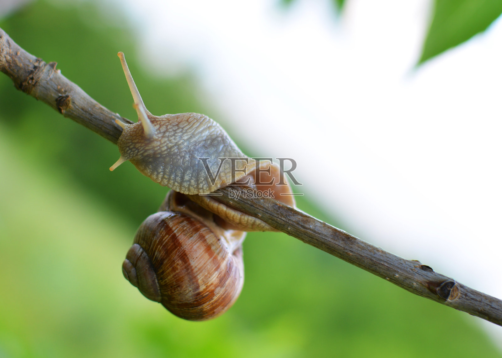 一个蜗牛坐在花园里开花的树枝上的特写照片摄影图片