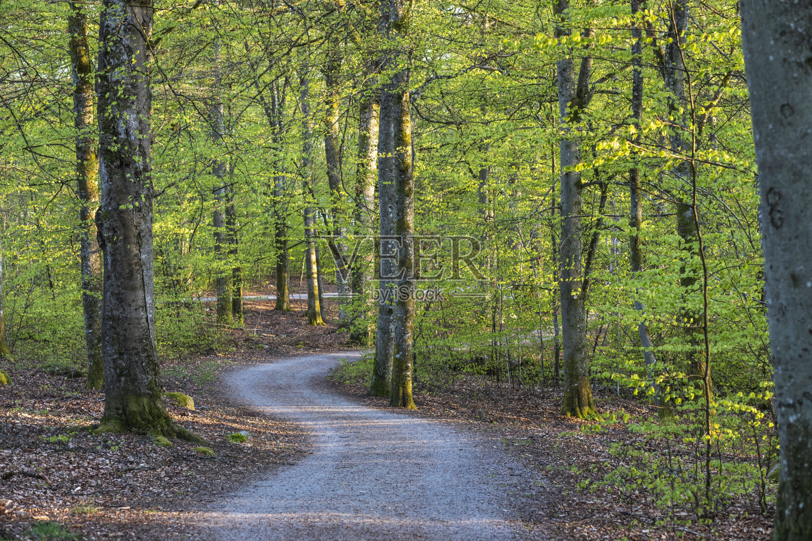 森林之路照片摄影图片