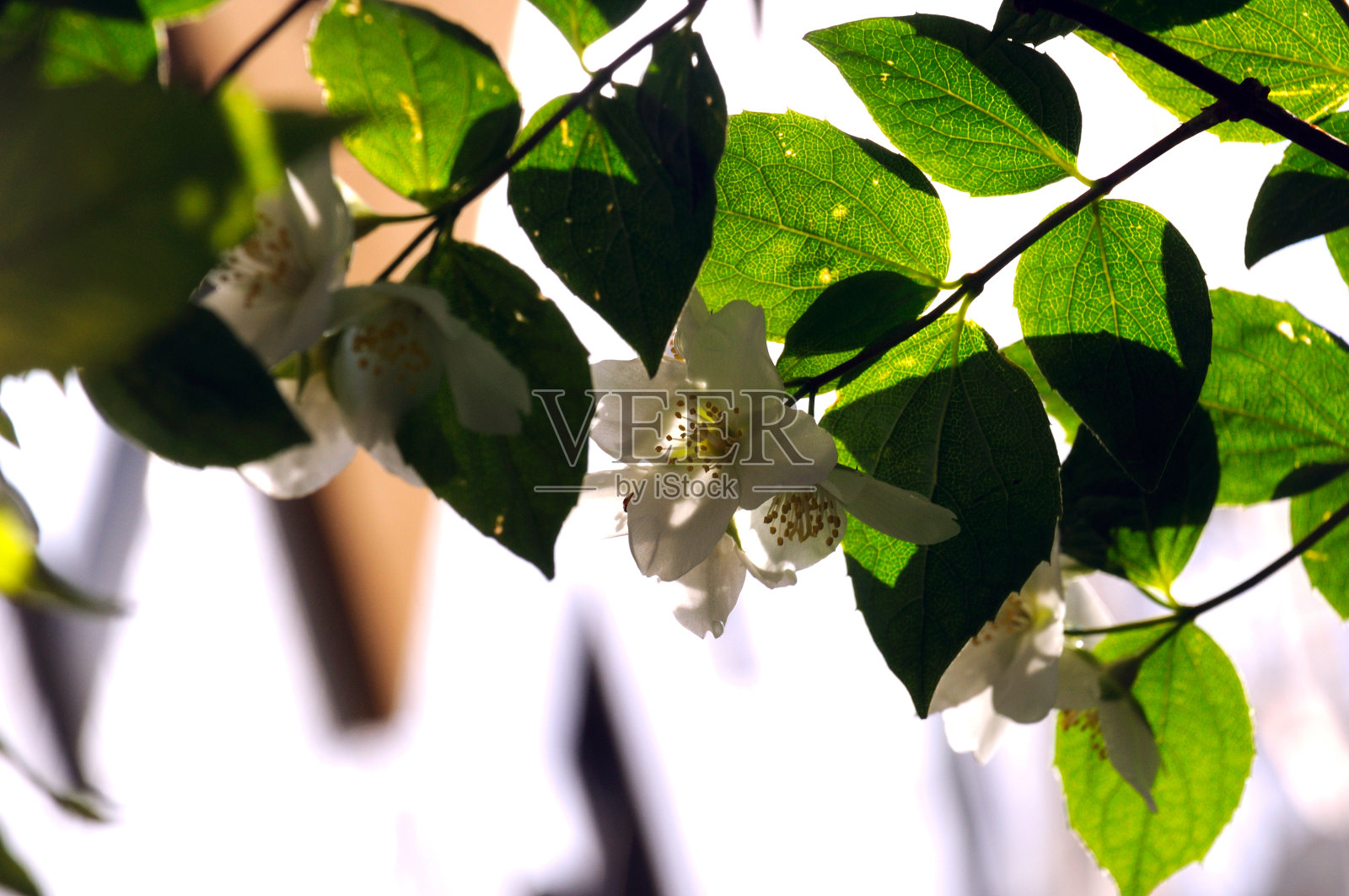 在早晨的阳光下，灌木上的花朵照片摄影图片