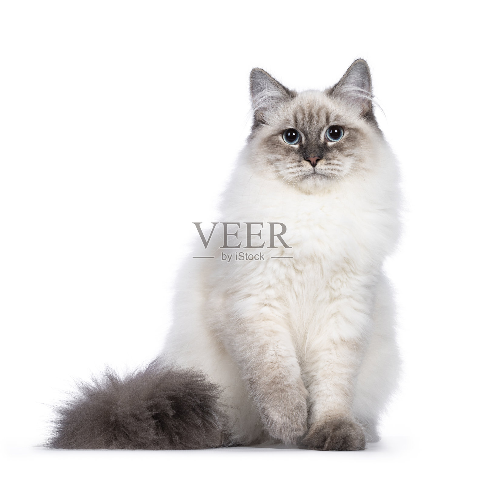 涅瓦化装猫在白色的背景照片摄影图片