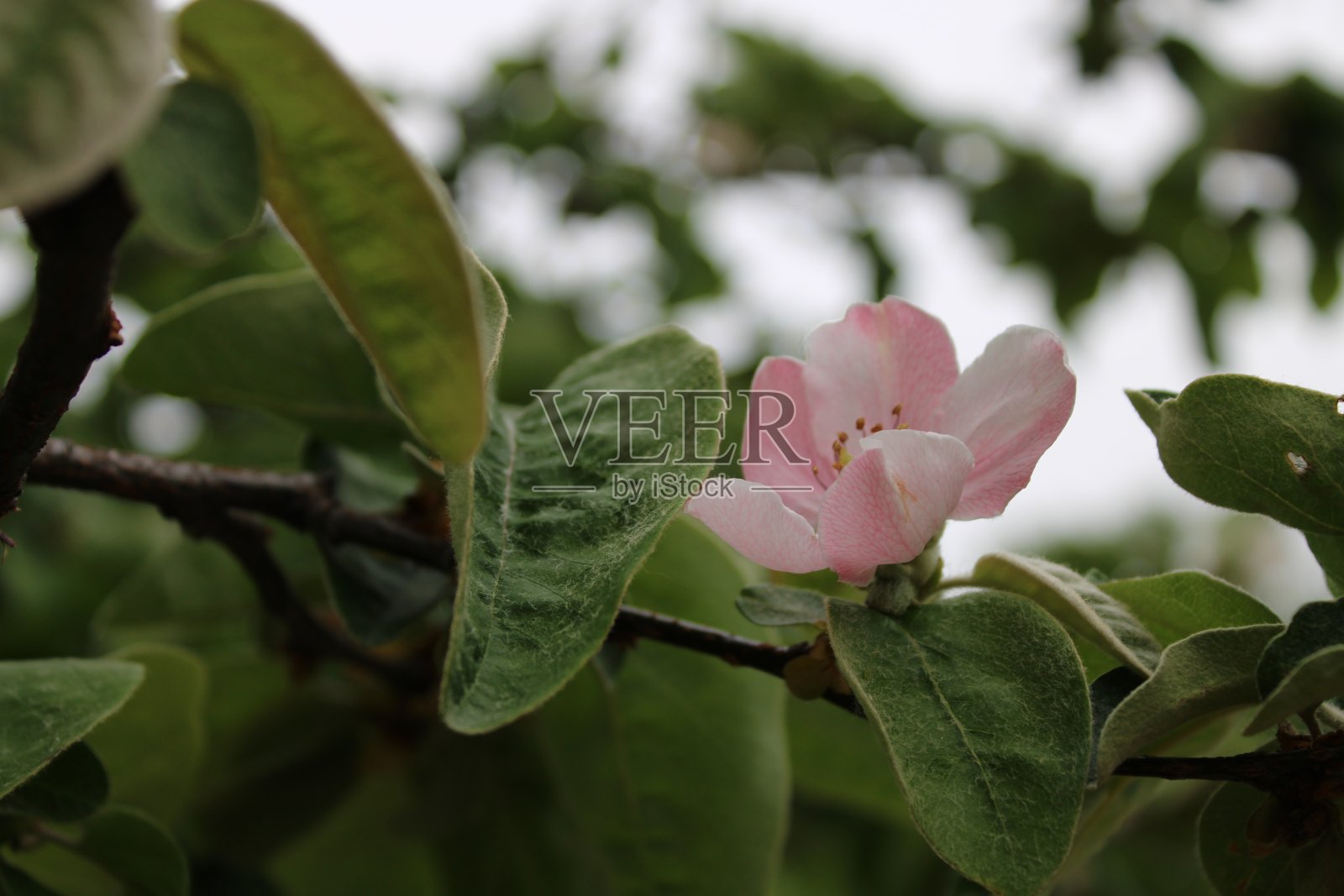 粉红色的美丽照片摄影图片