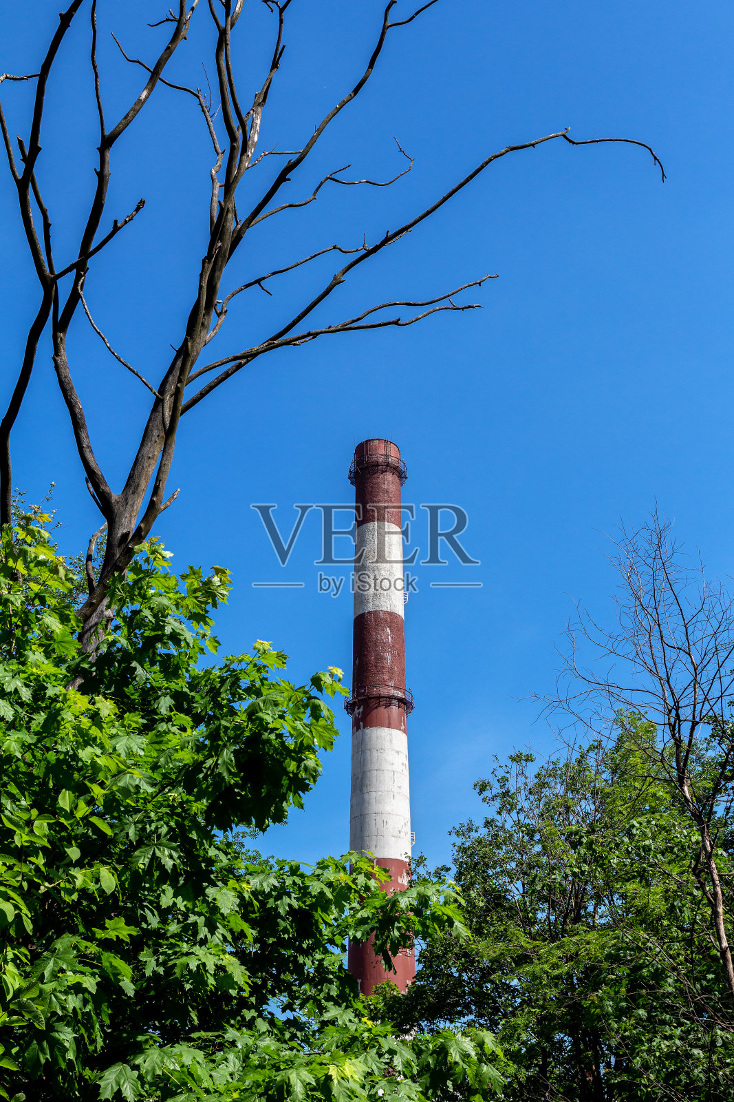 在蓝天的背景下，一棵枯树的枯枝和一座火电厂的管道照片摄影图片