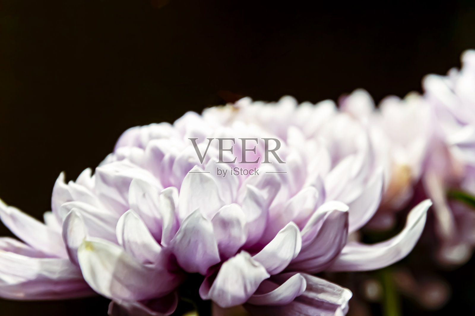 菊花花瓣呈柔和的粉红色。美丽的粉红色花与模糊的背景。摘要紫色背景照片摄影图片