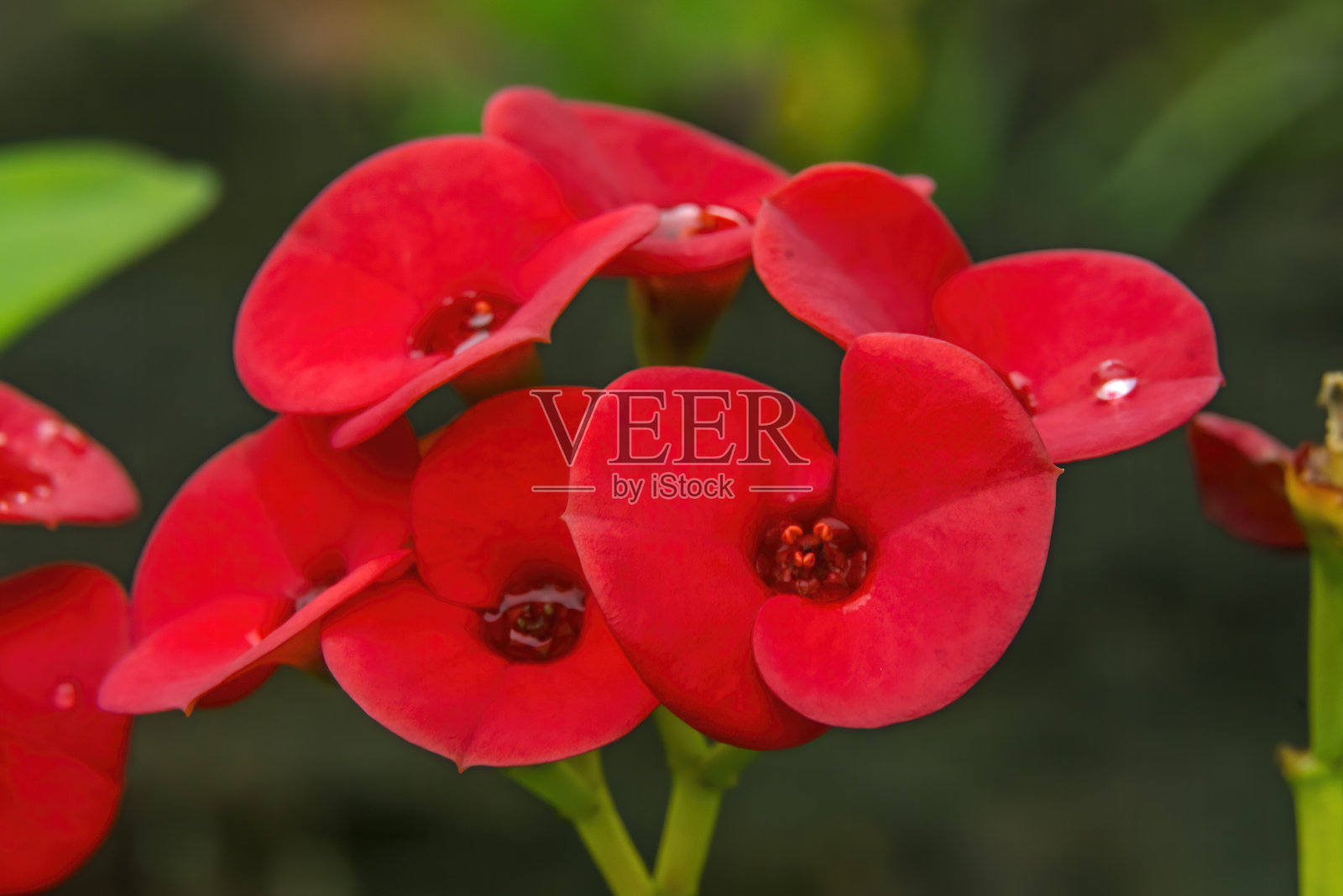 红花，冠，刺，基督植物，智利复活节岛照片摄影图片