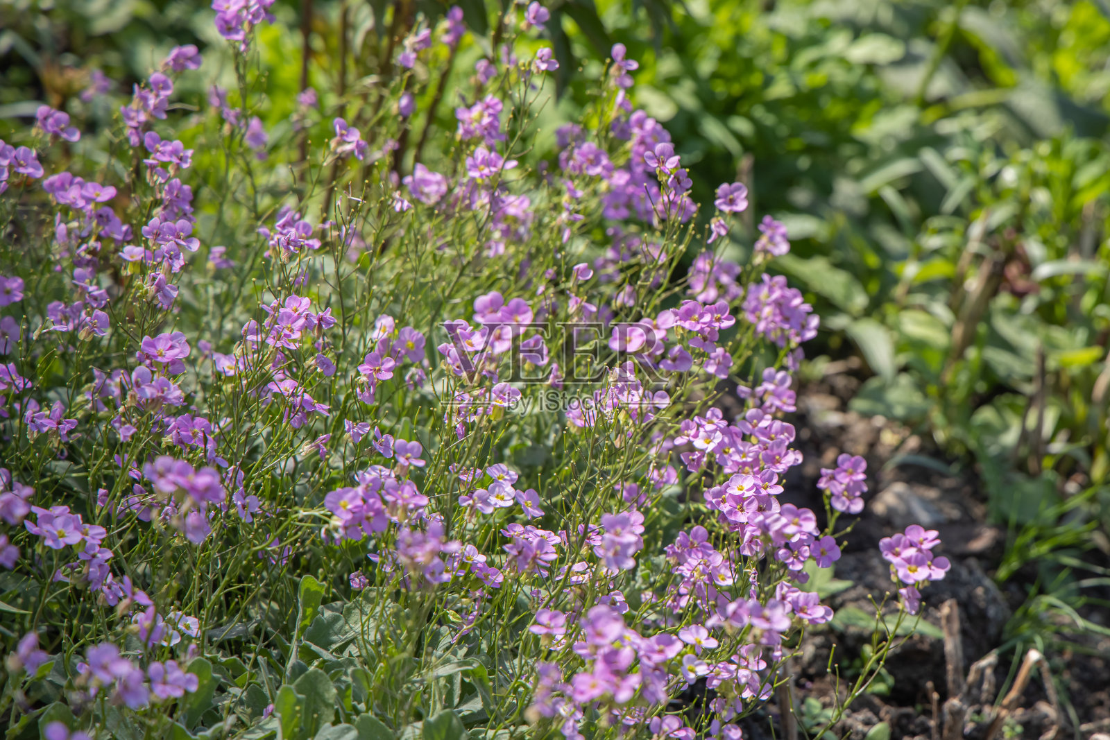 一组紫色亚麻或蓝色亚麻花生长在绿色背景的树叶和草在公园夏天照片摄影图片