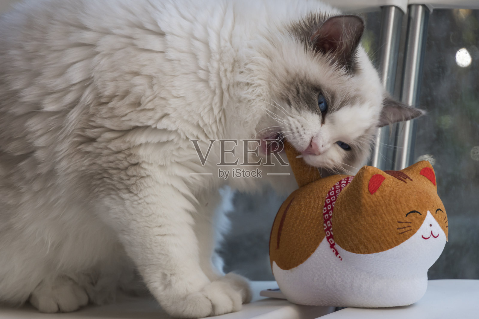 4个月海豹双色男孩布娃娃咬它的玩具照片摄影图片