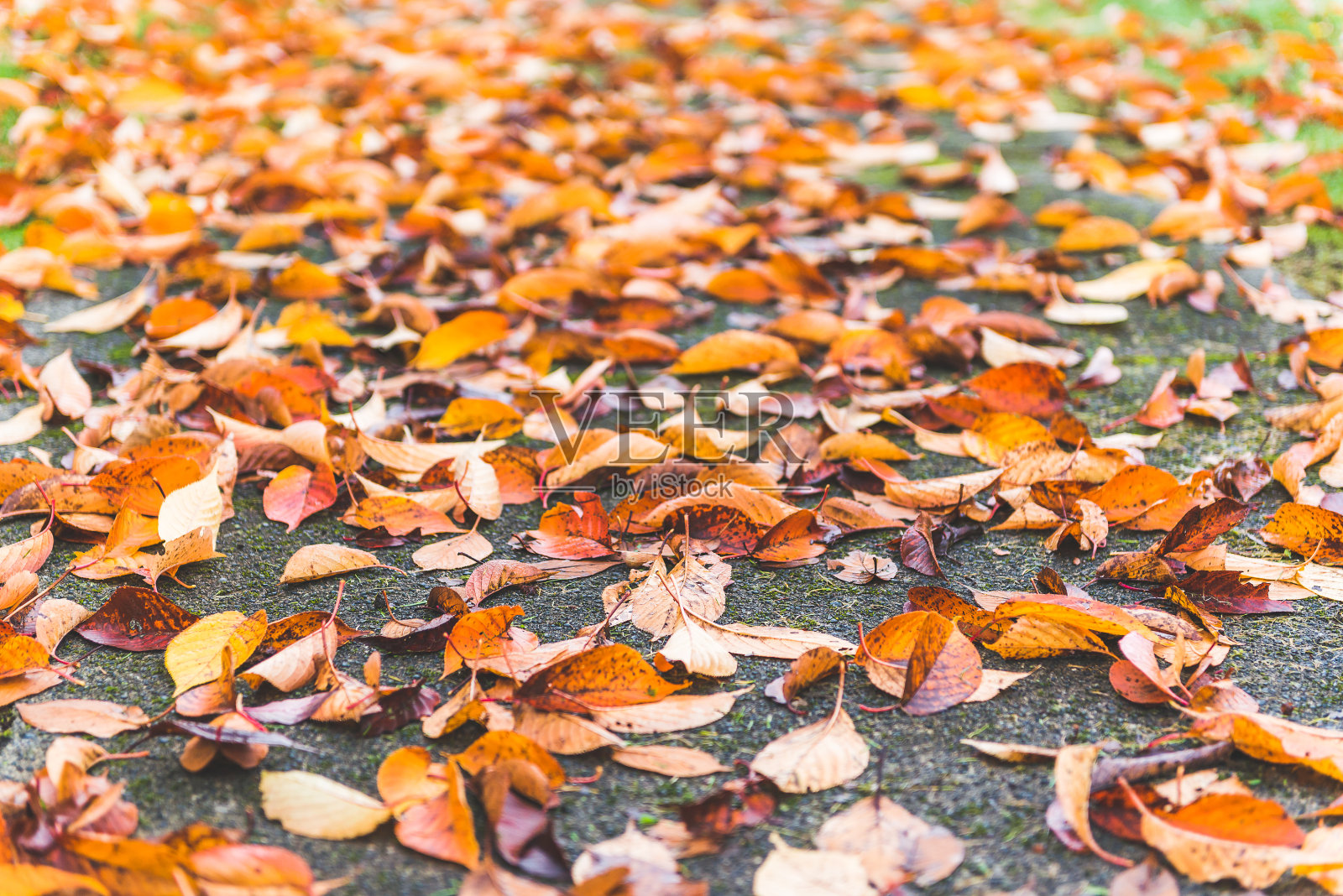地上的枫叶五颜六色，公园里的草坪为背景，秋高气秋照片摄影图片
