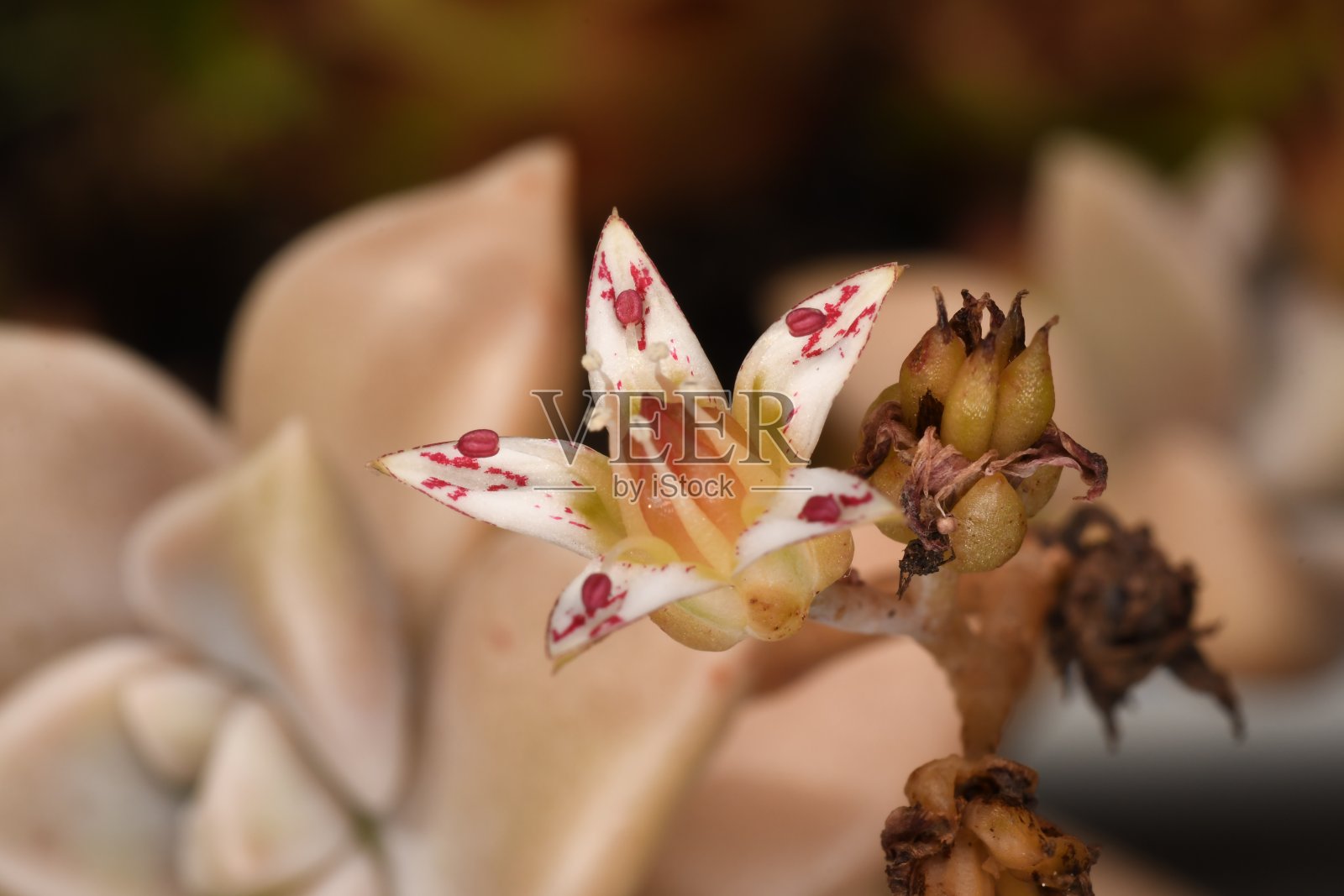 香菇的花照片摄影图片