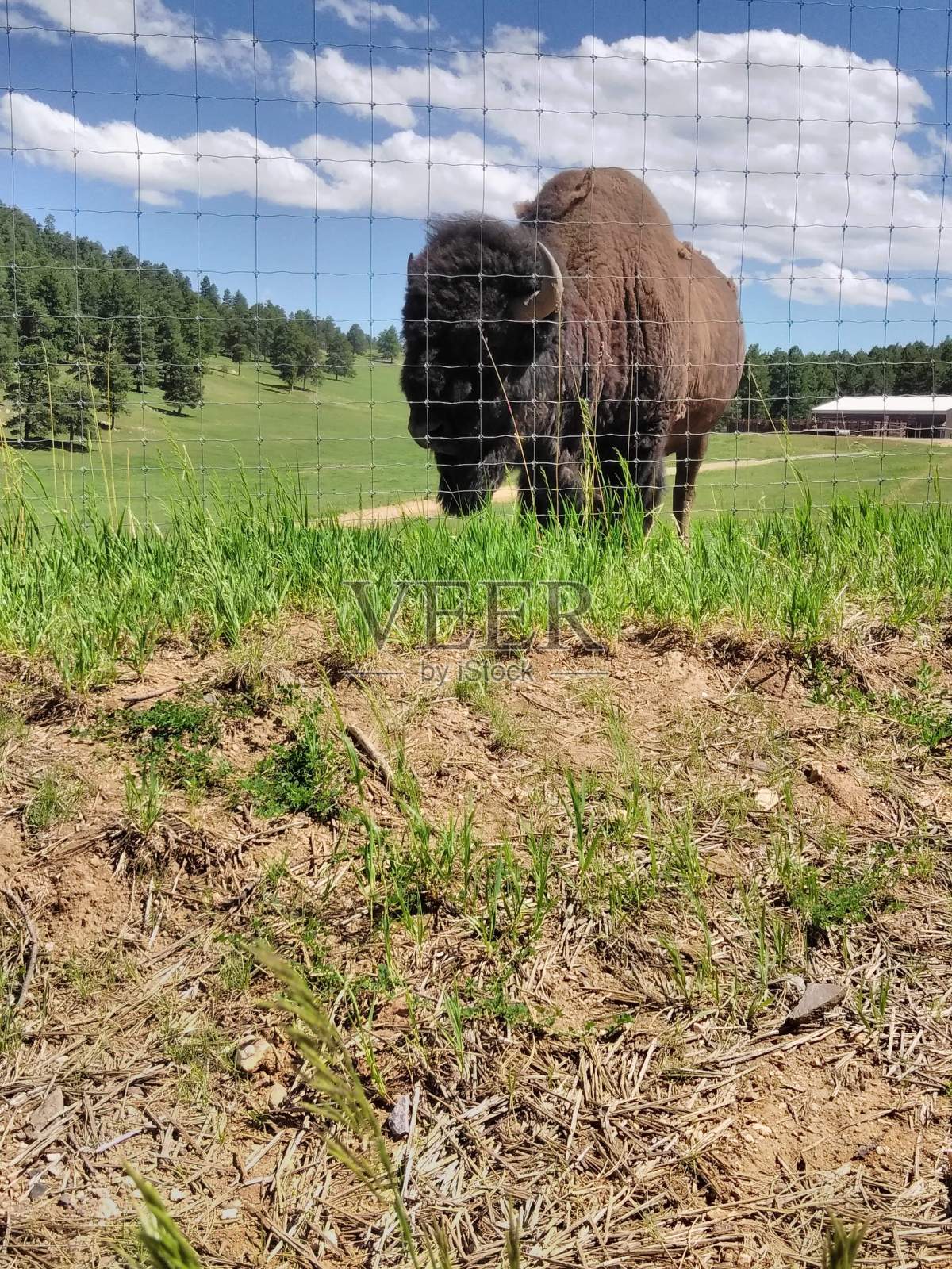 水牛照片摄影图片