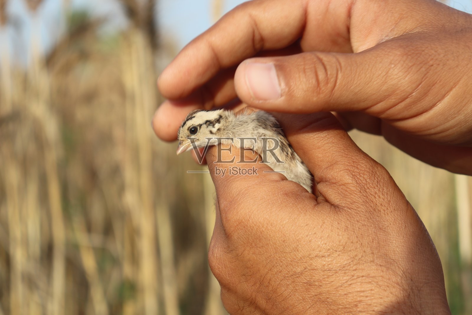 手里拿着一只灰色的鹧鸪小鸡照片摄影图片