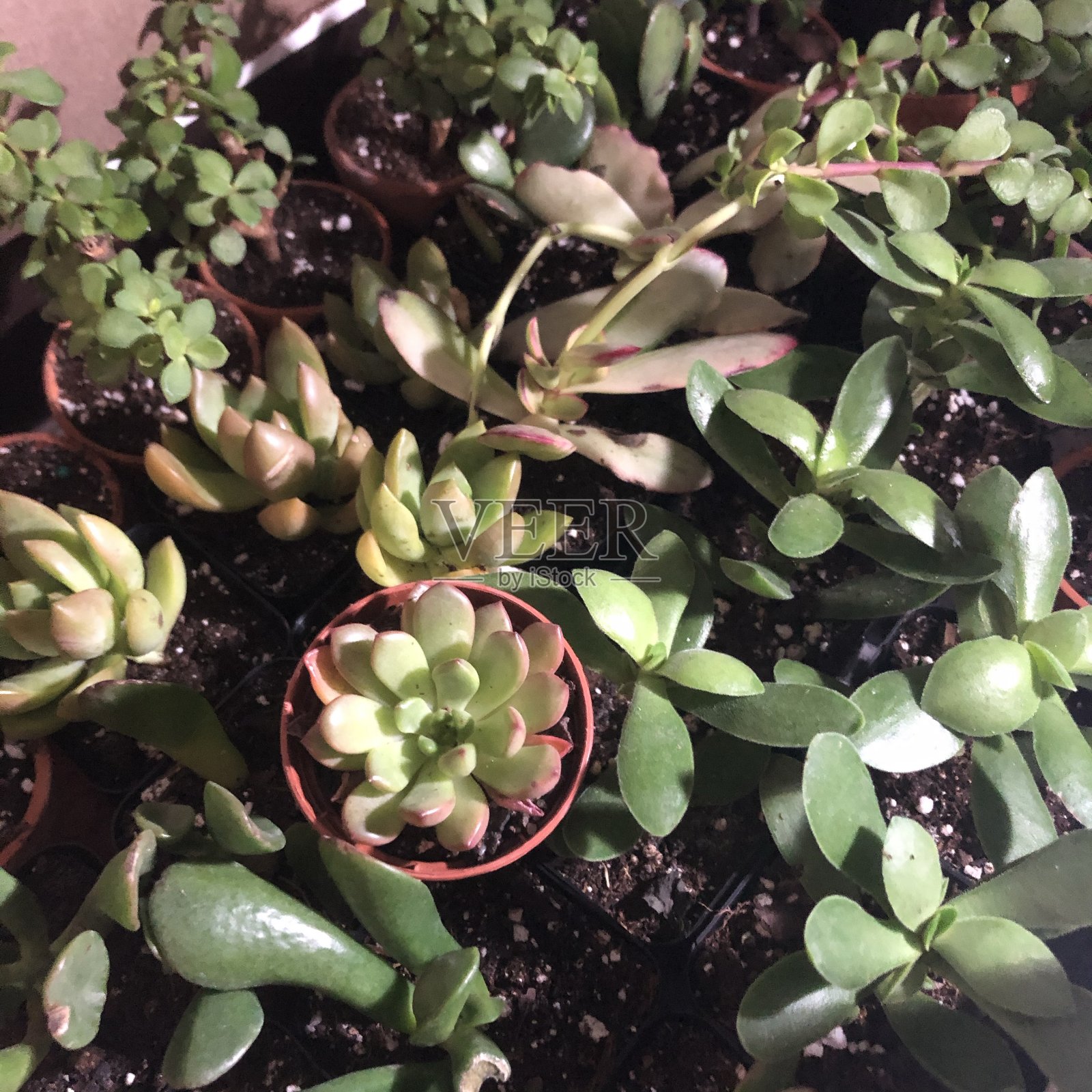 各种多肉植物照片摄影图片