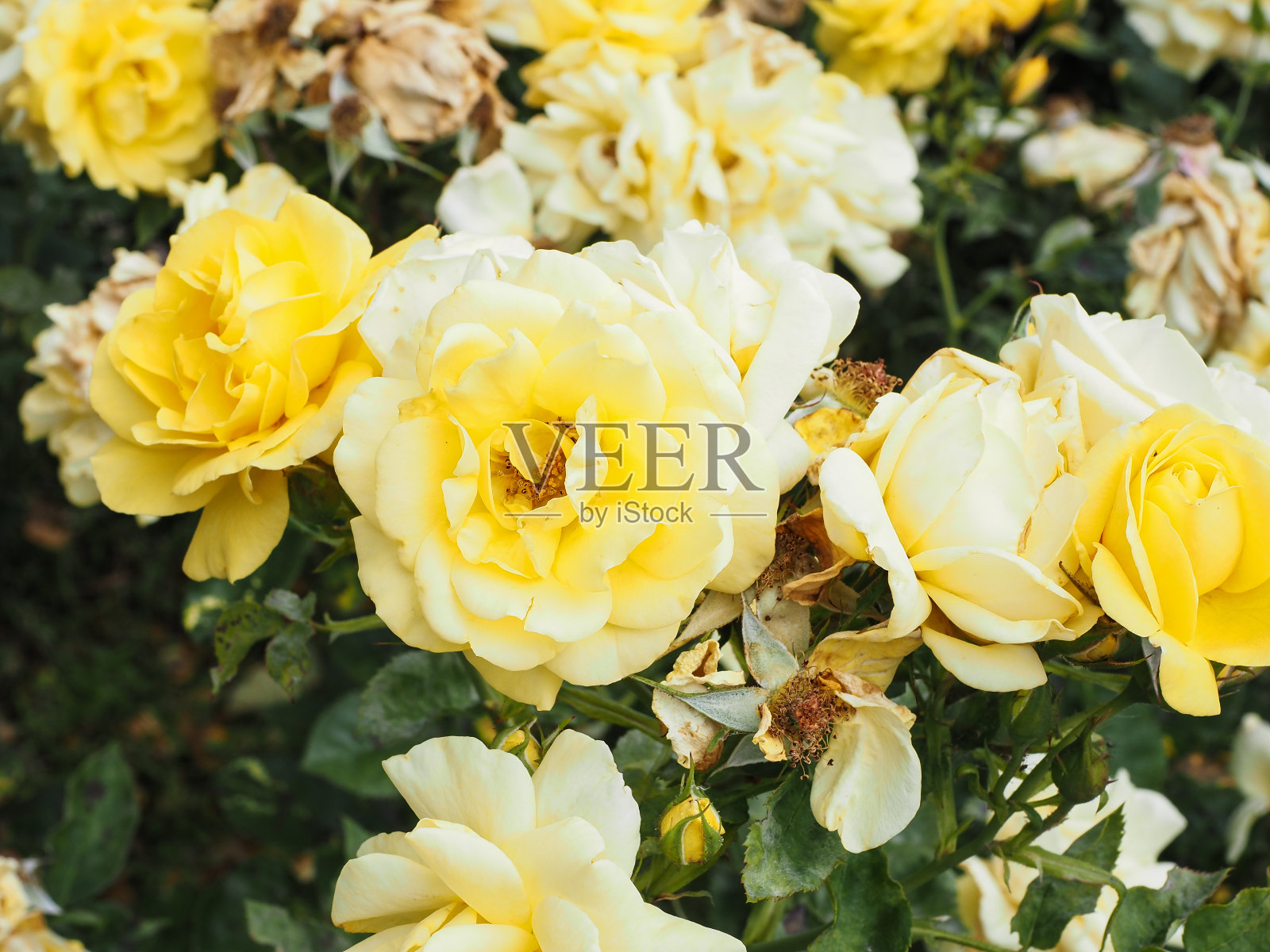 玫瑰黄色照片摄影图片