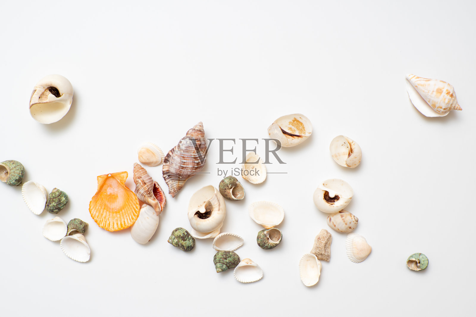白色背景上的不同贝壳，海边度假的概念。照片摄影图片