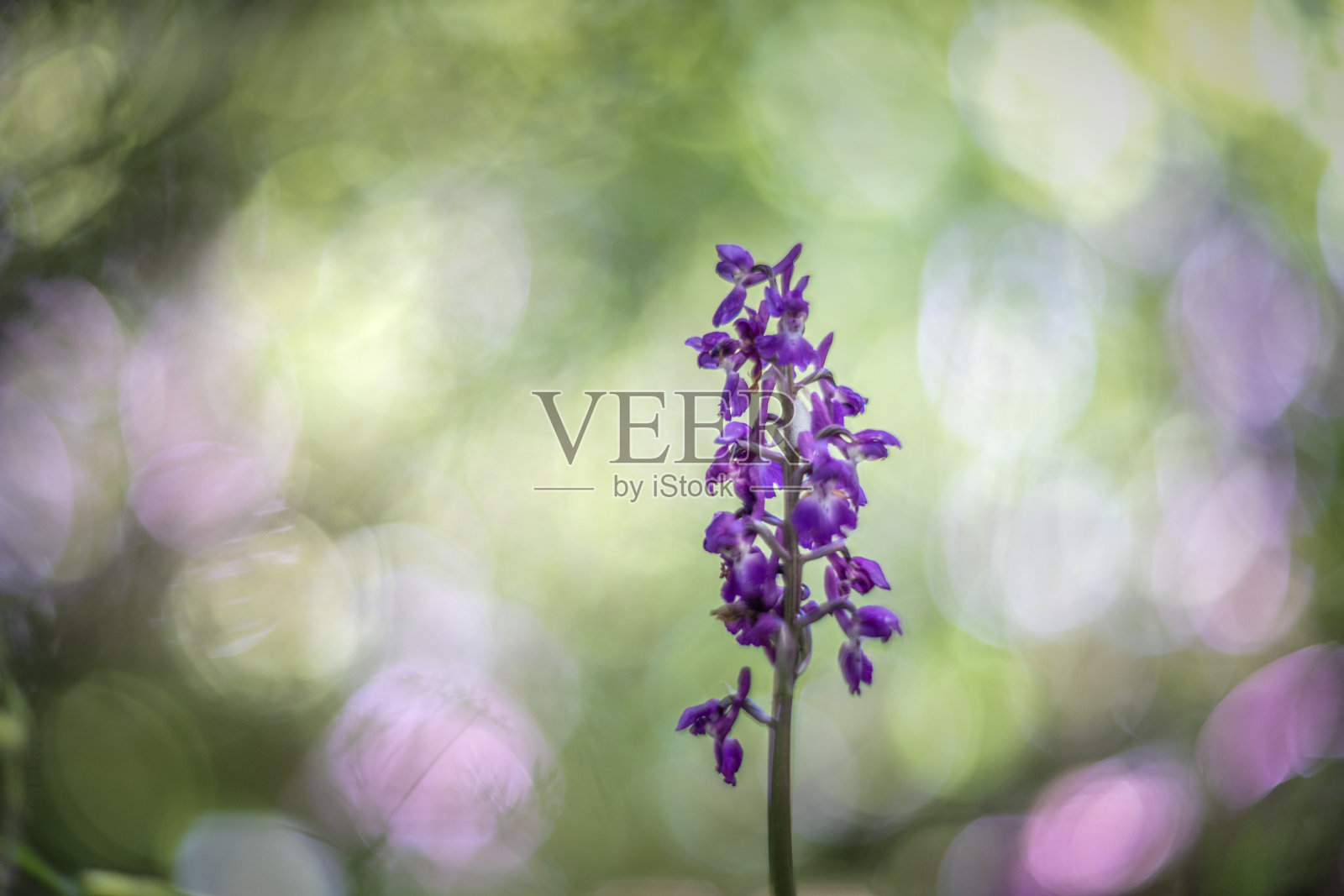 兰花野花在森林里复古的镜头渲染照片摄影图片