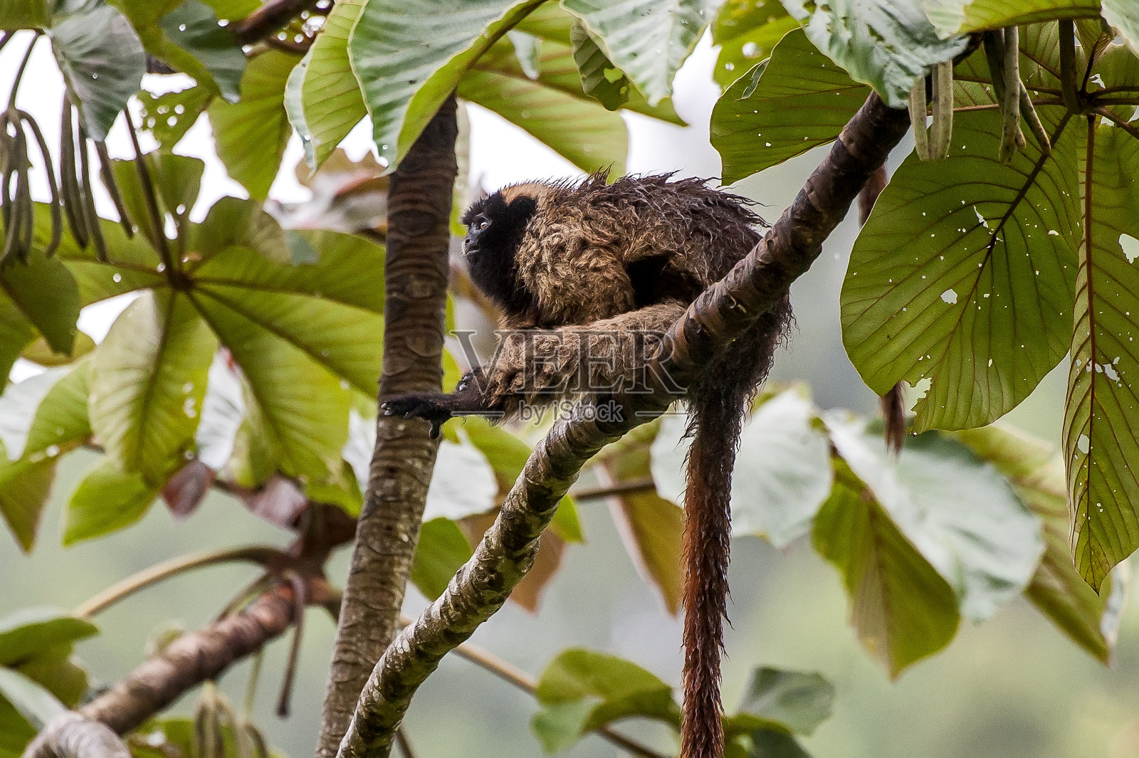 蒙面titi猴子在圣特蕾莎，圣埃斯皮里托。照片摄影图片