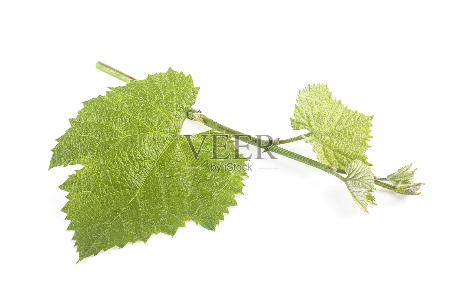 白色背景上的葡萄藤枝。葡萄叶子。照片摄影图片