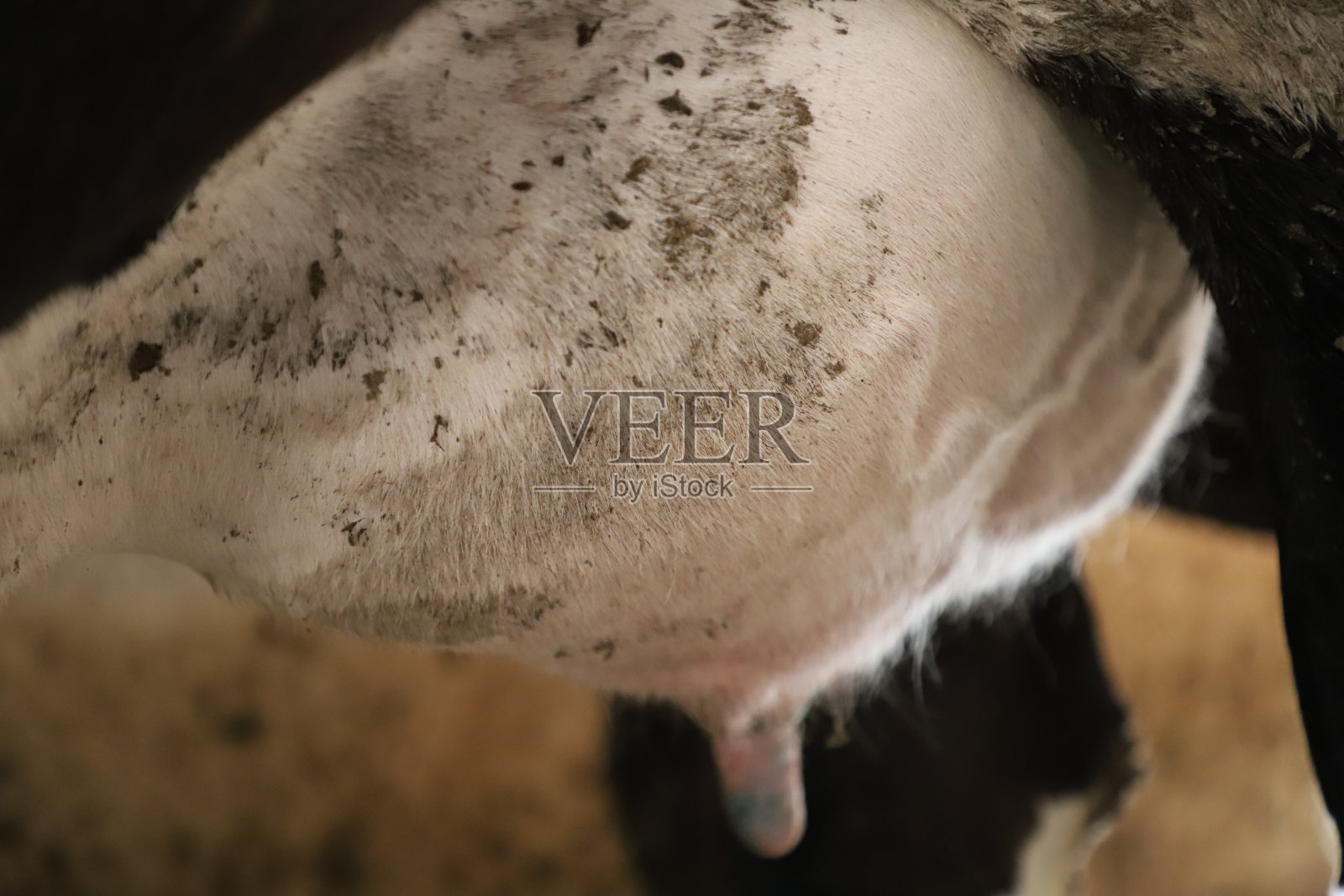 挤奶设备，现代化的机械化挤奶设备。照片摄影图片