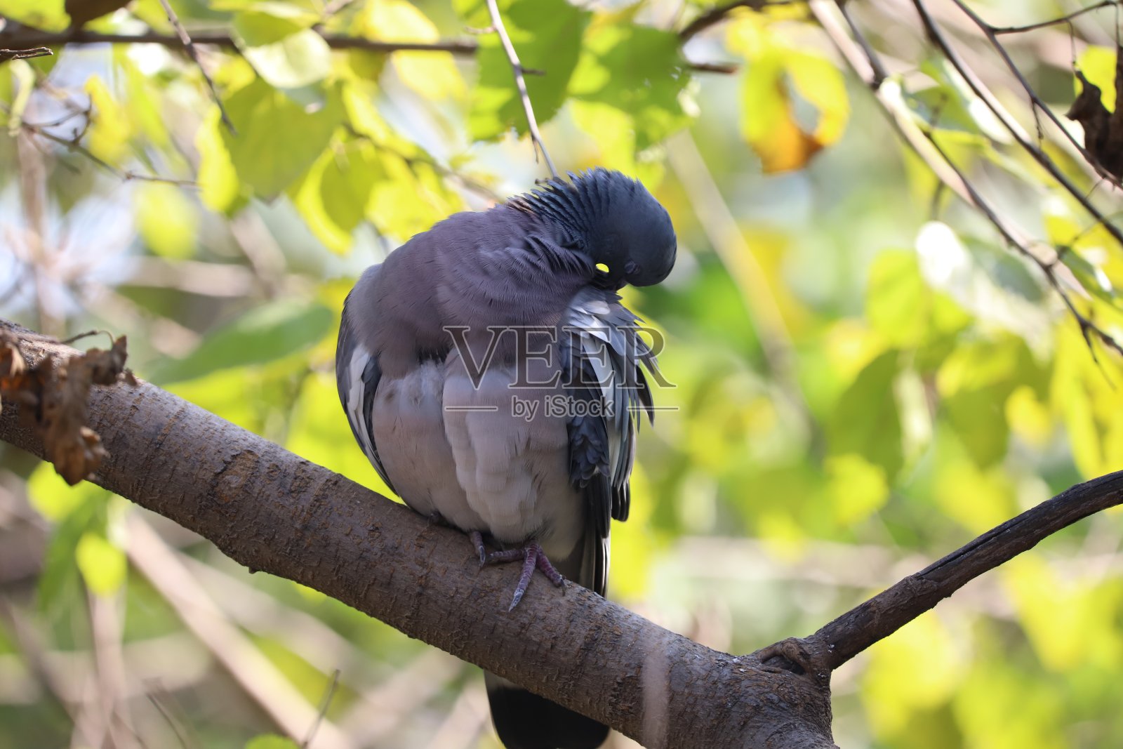 木头鸽子照片摄影图片