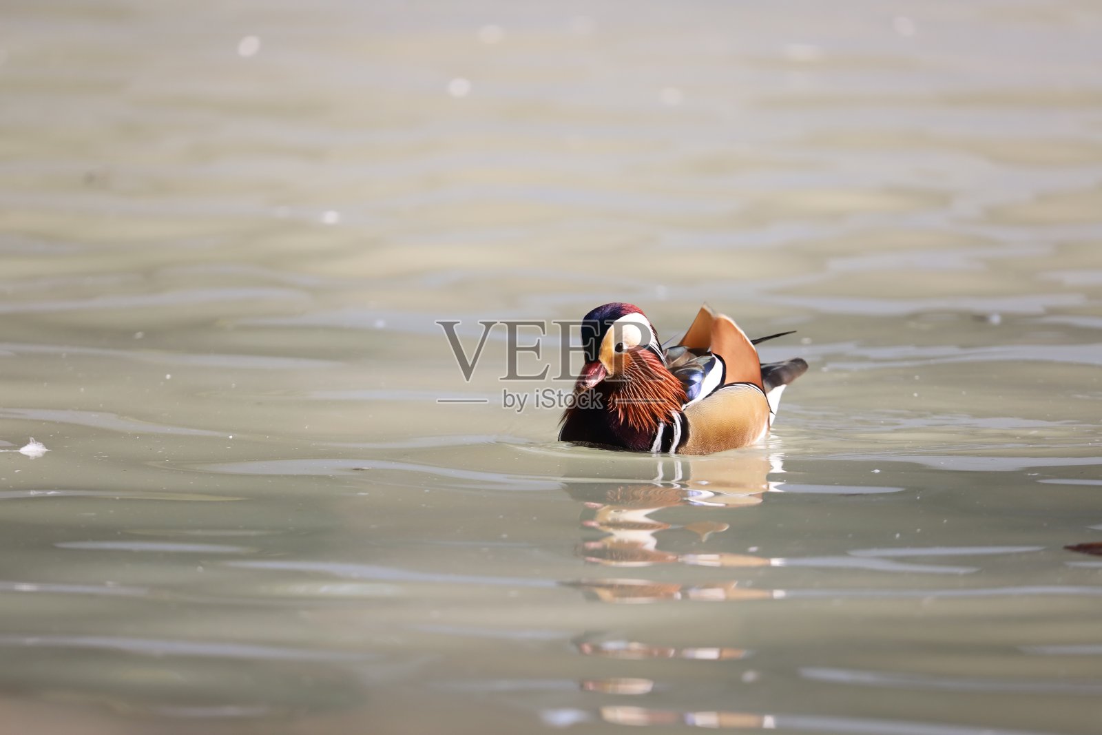 木鸭子照片摄影图片