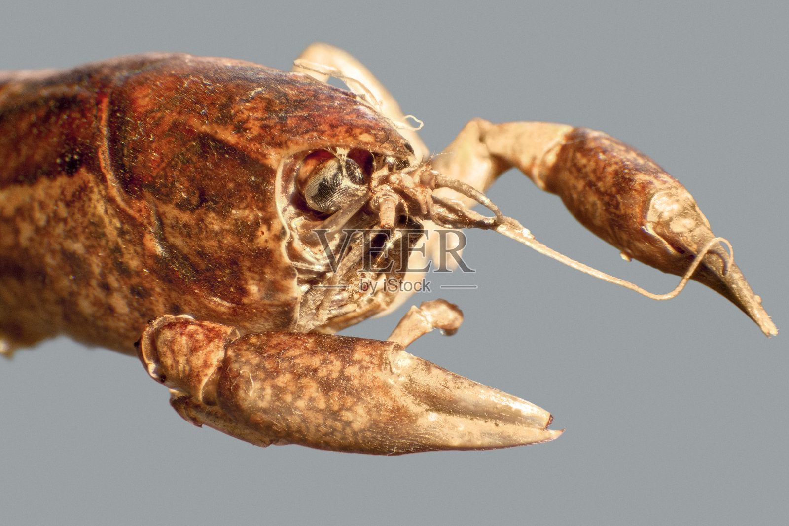 小龙虾特写镜头照片摄影图片