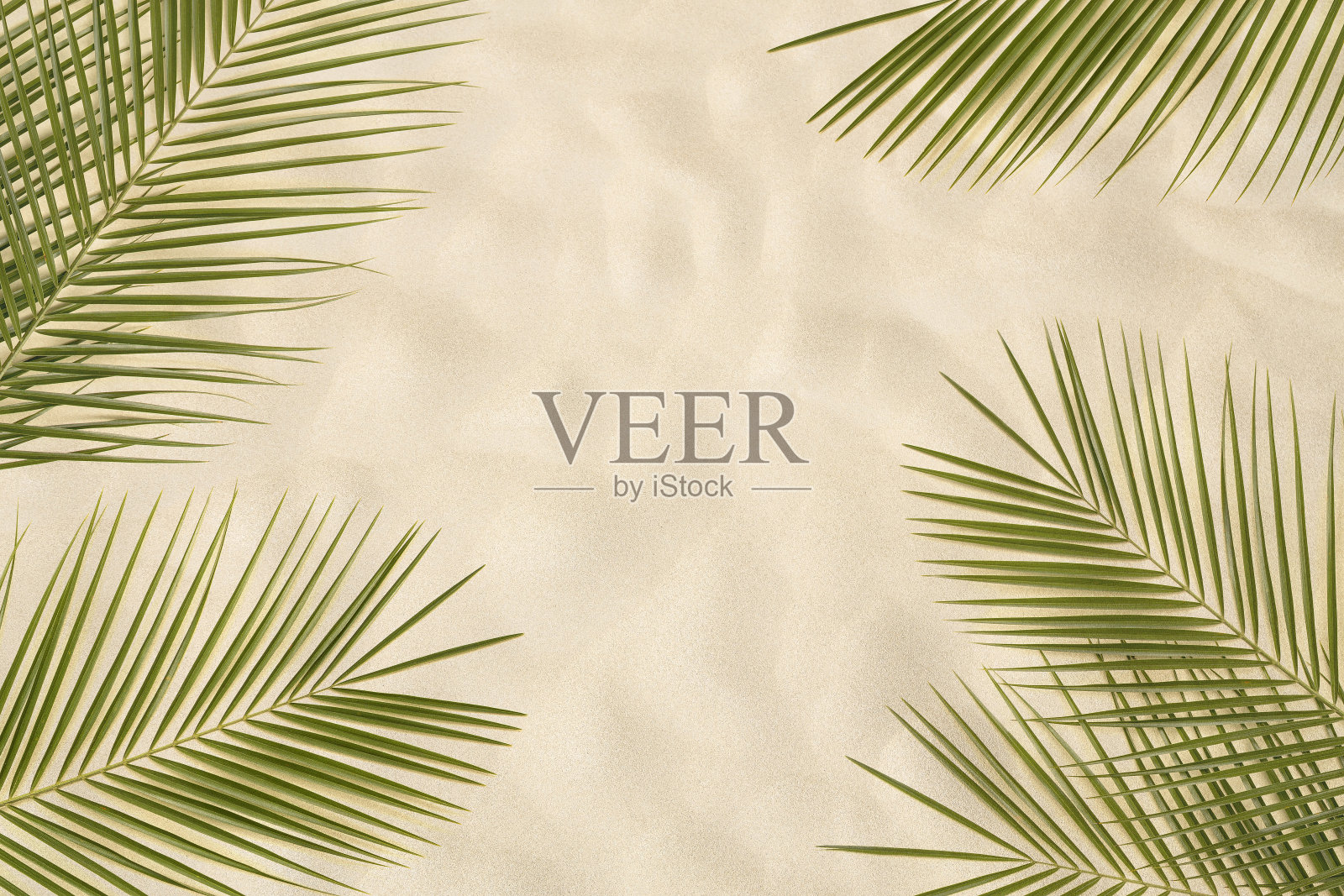 棕榈叶照片摄影图片