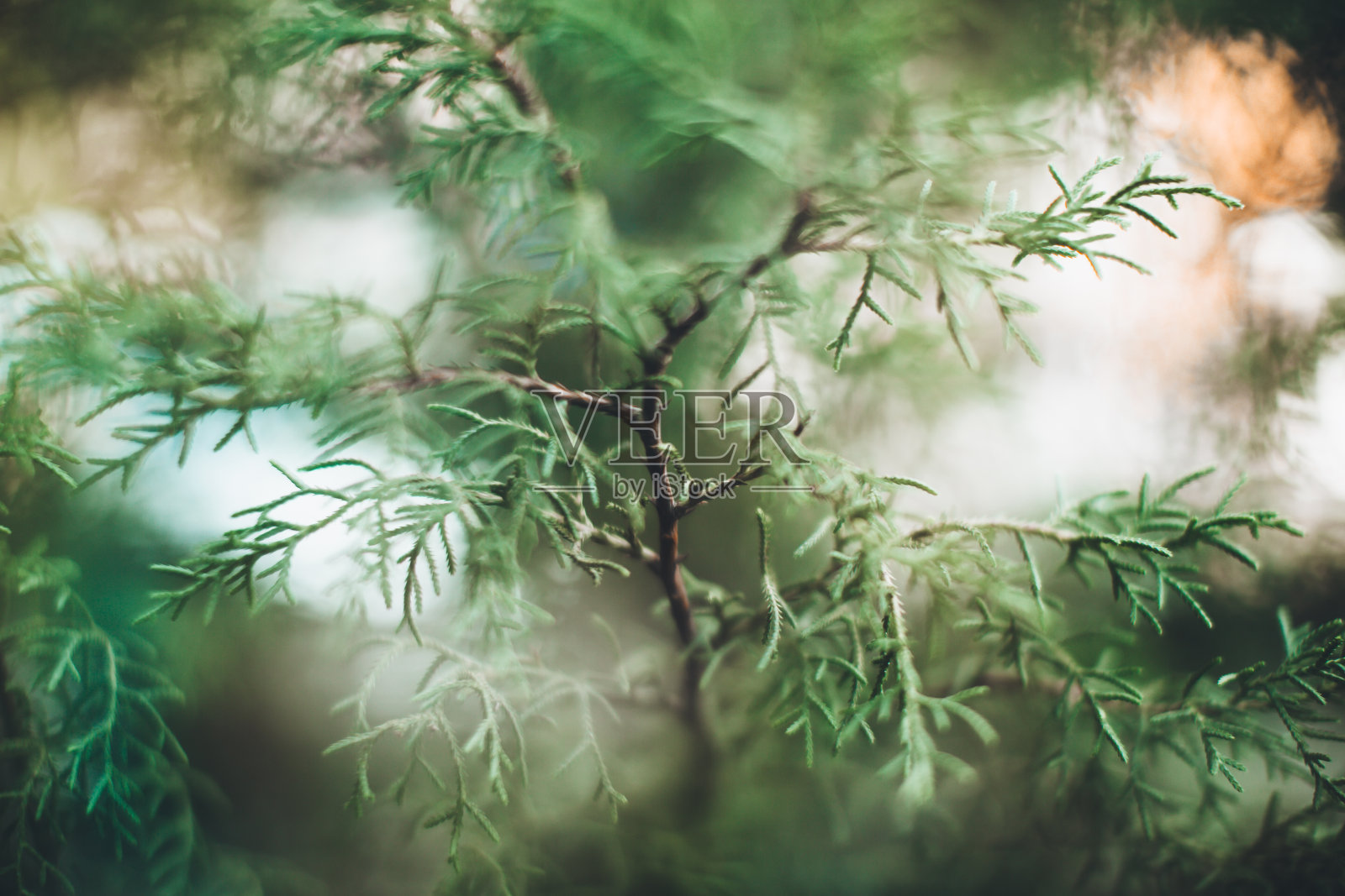 来自植物的自然背景，自然的有色纹理照片摄影图片