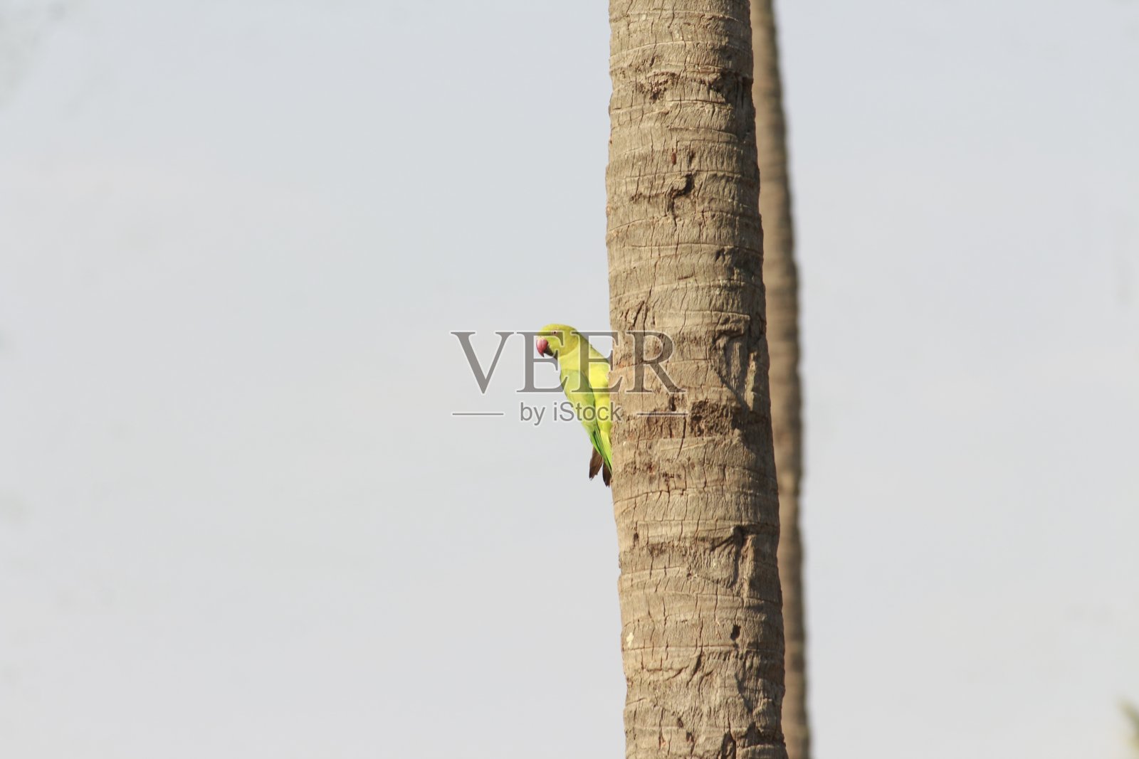 椰子巢里的长尾小鹦鹉向外偷看照片摄影图片