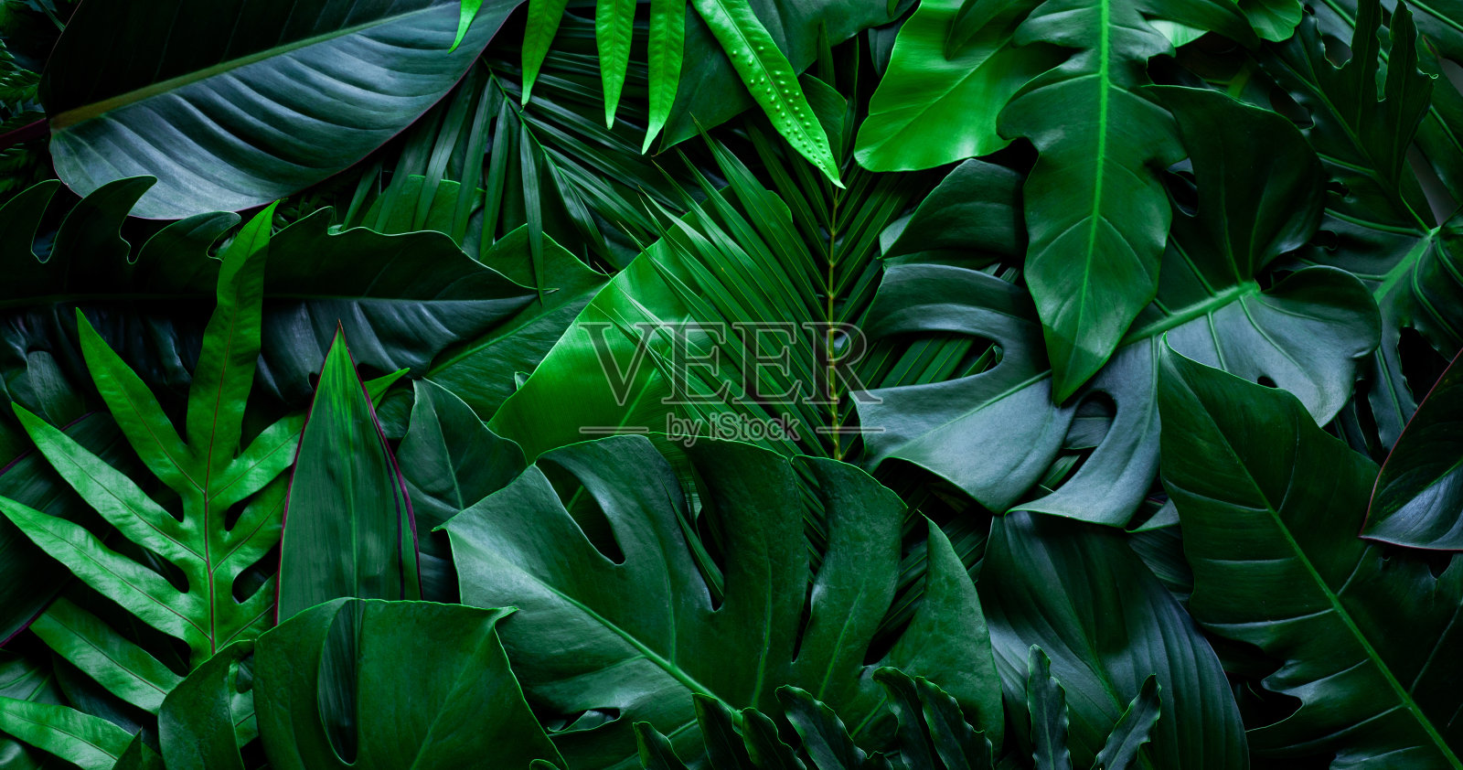 绿叶背景的特写自然视图照片摄影图片