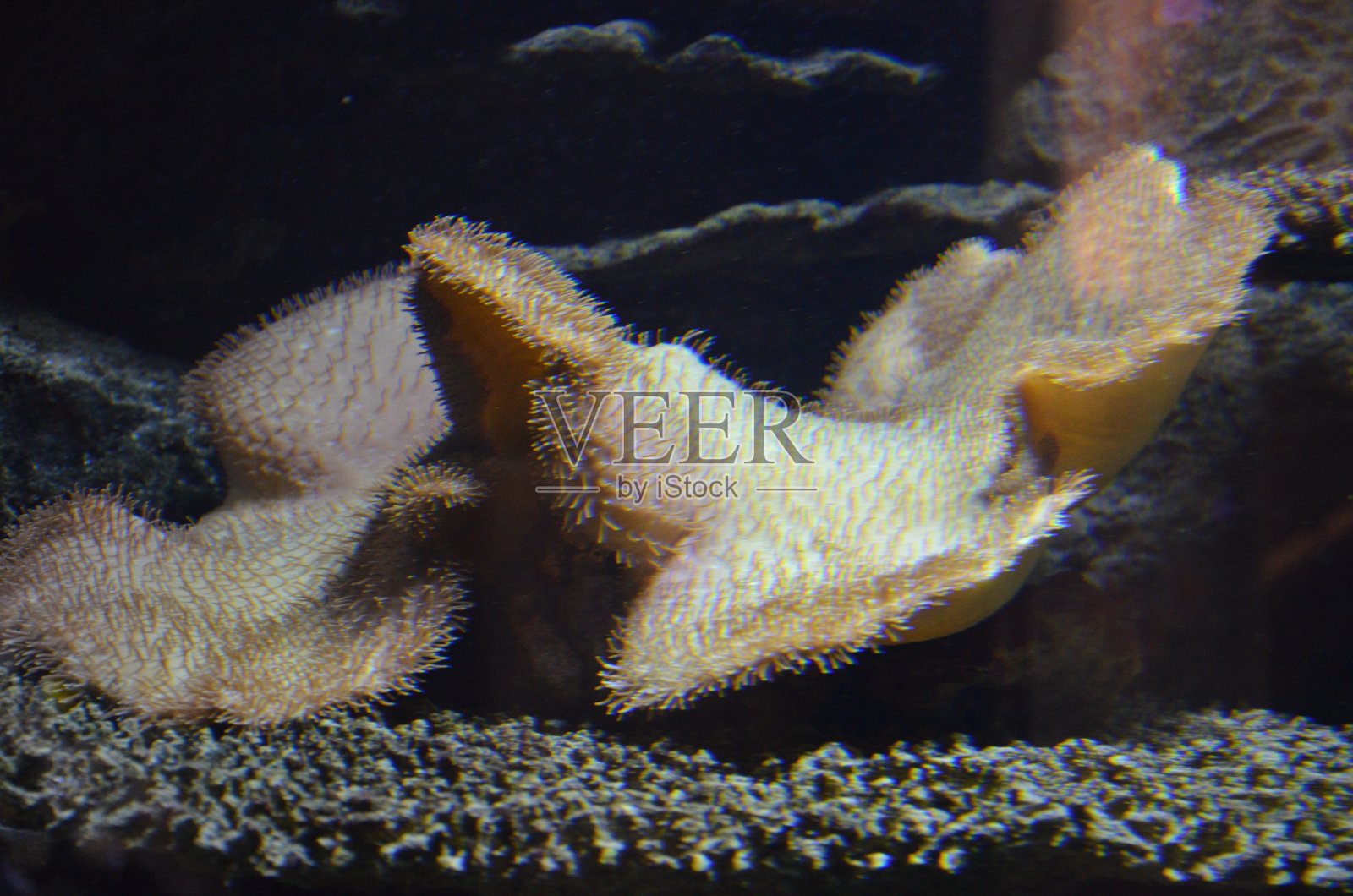 德国柏林水族馆的珊瑚照片摄影图片