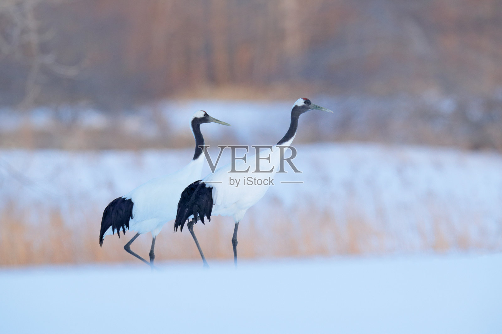 在暴风雪中跳舞的一对丹顶鹤，日本北海道。一对对美丽的小鸟，大自然的野生动植物风光。照片摄影图片