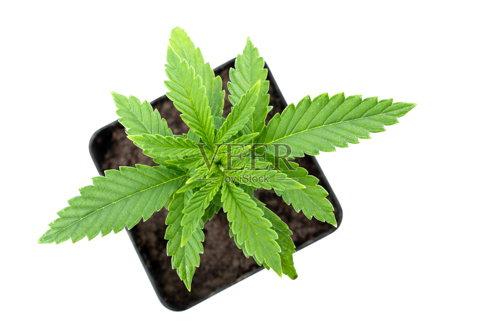 小型药用大麻植物照片摄影图片