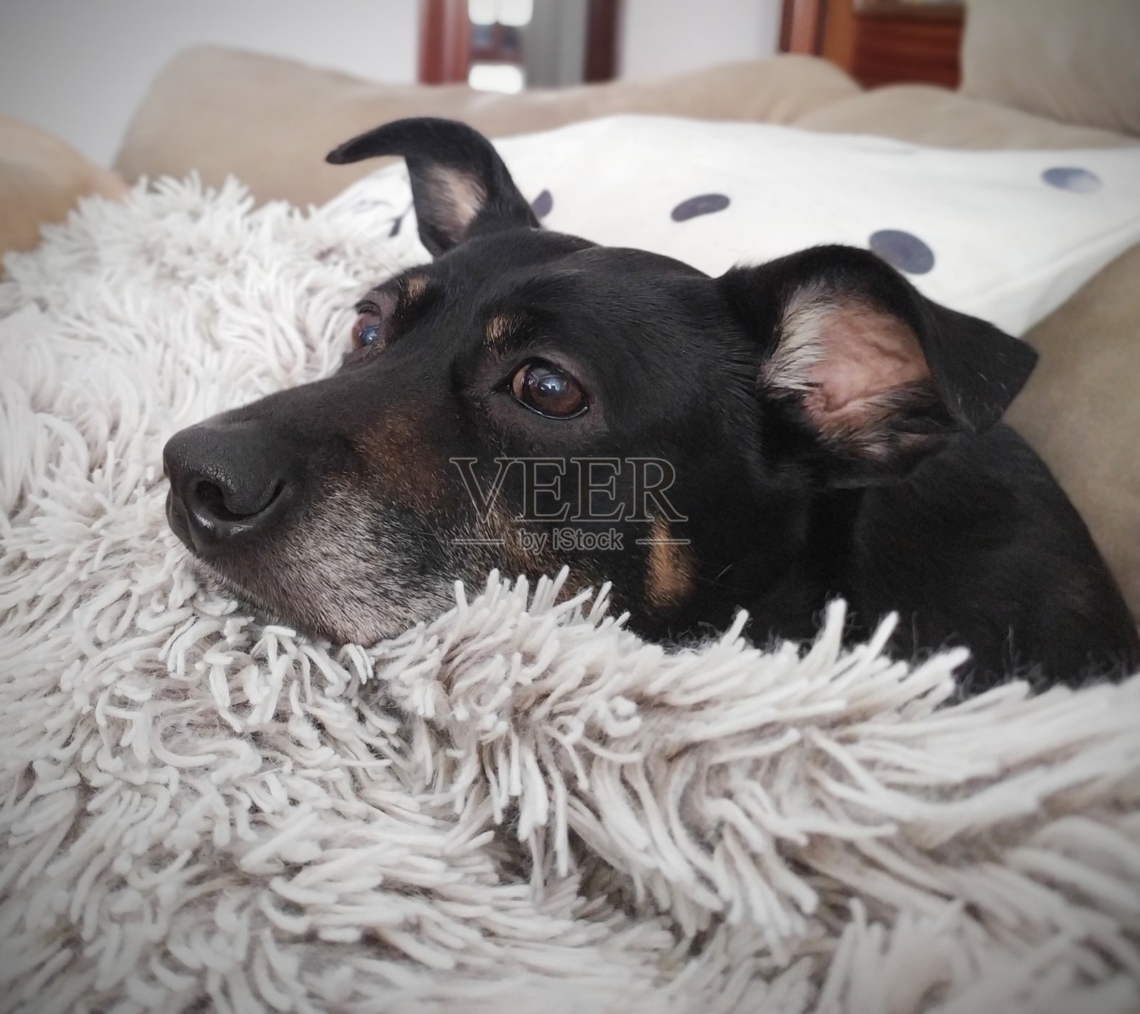 黑狗照片摄影图片