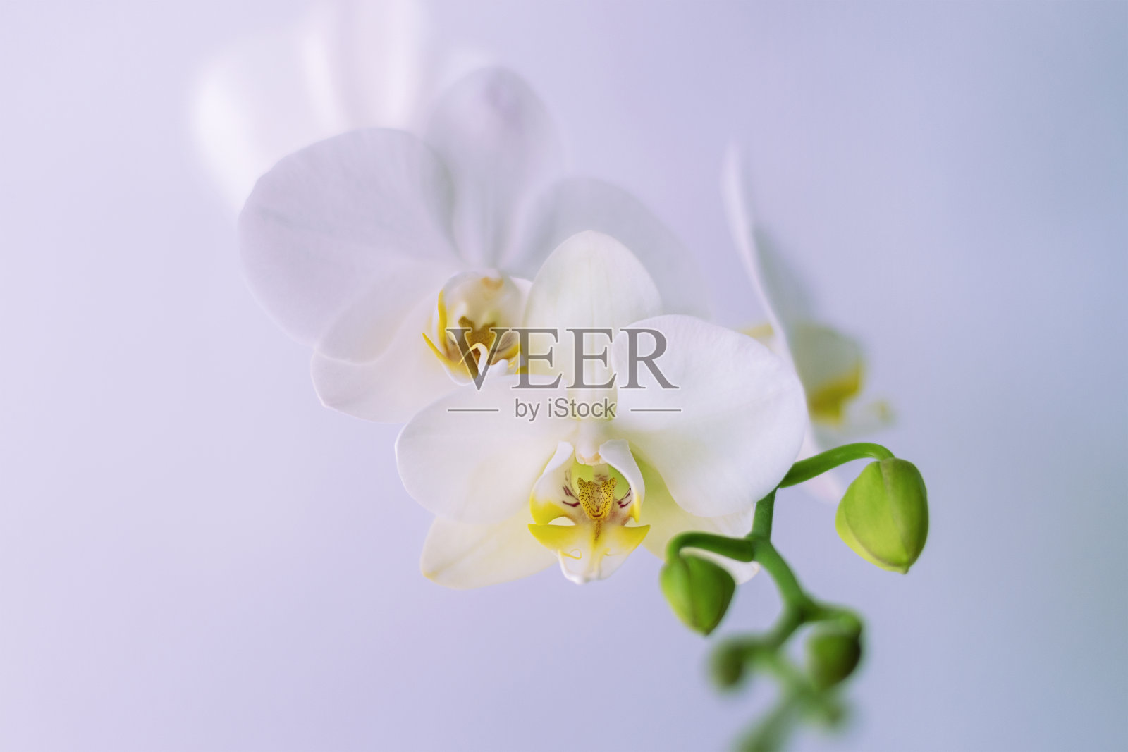 兰花花蝴蝶兰白色背景照片摄影图片